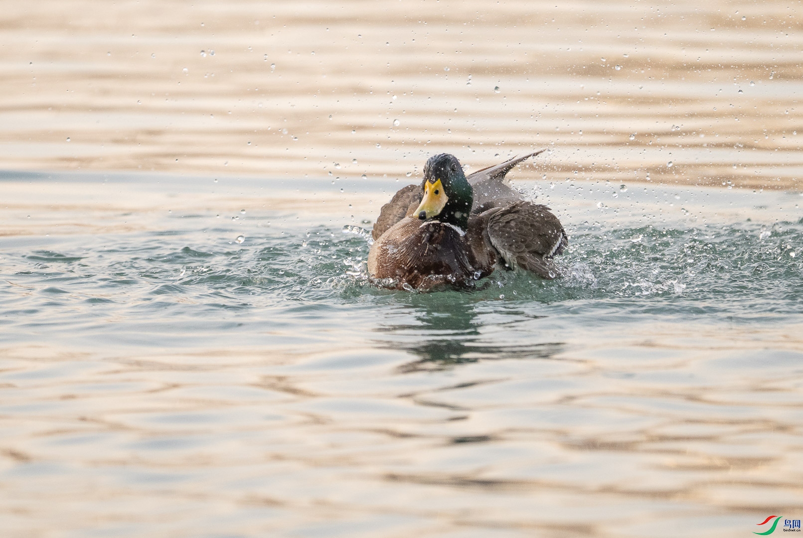 DSC_1111.jpg