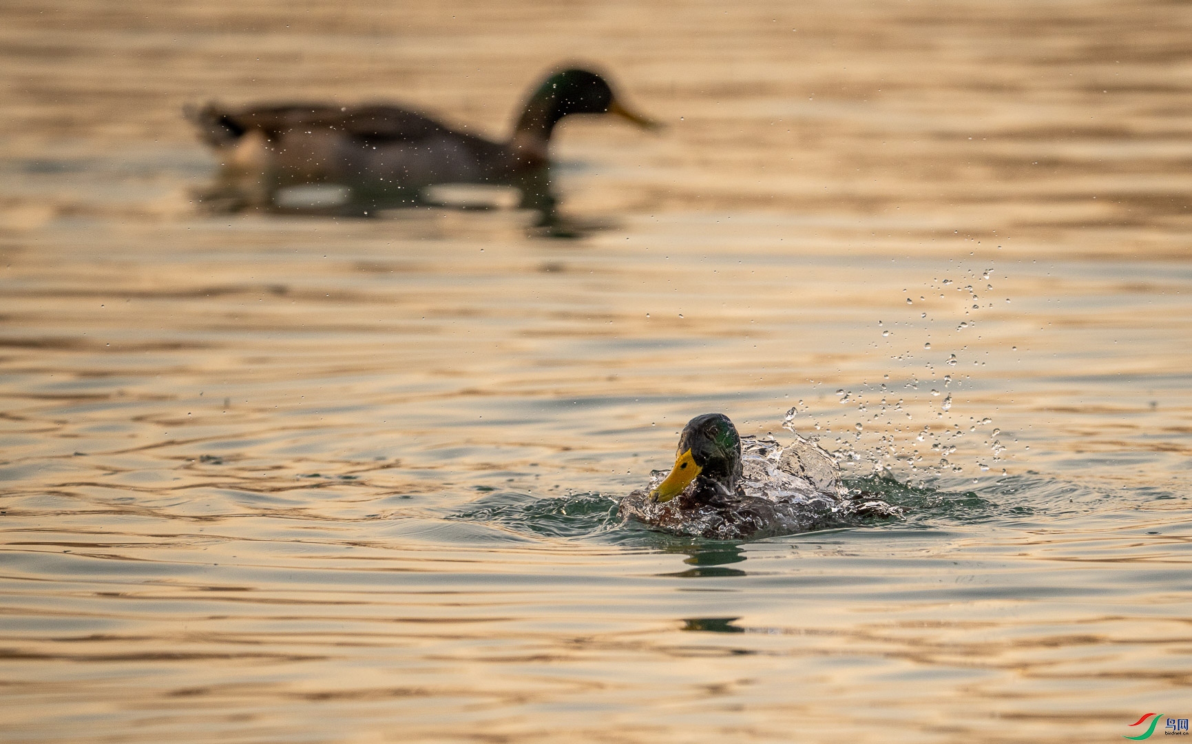 DSC_1112.jpg