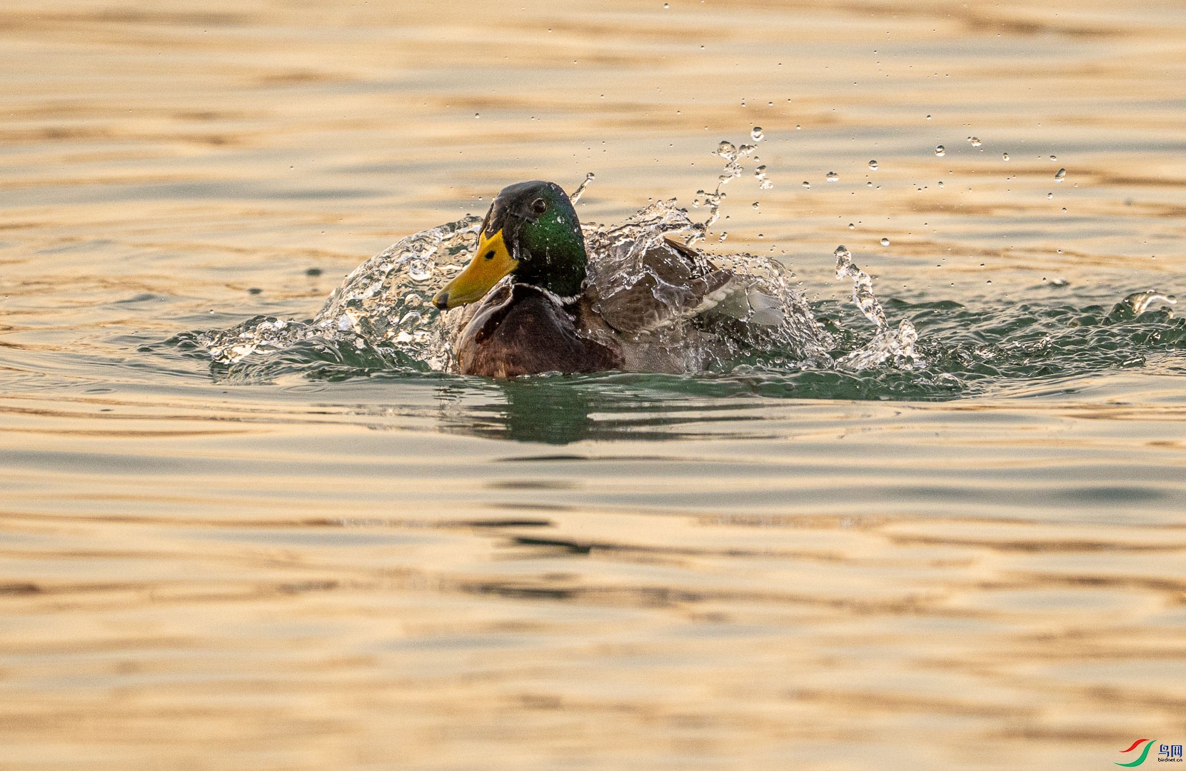 DSC_1114.jpg