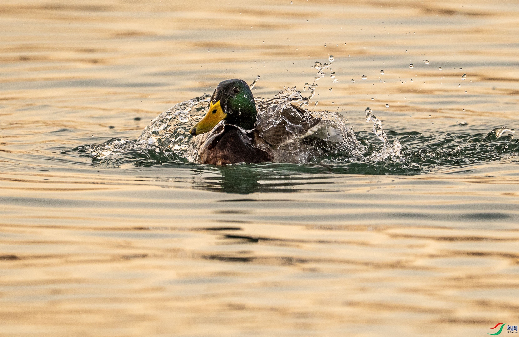 DSC_1114_1.jpg