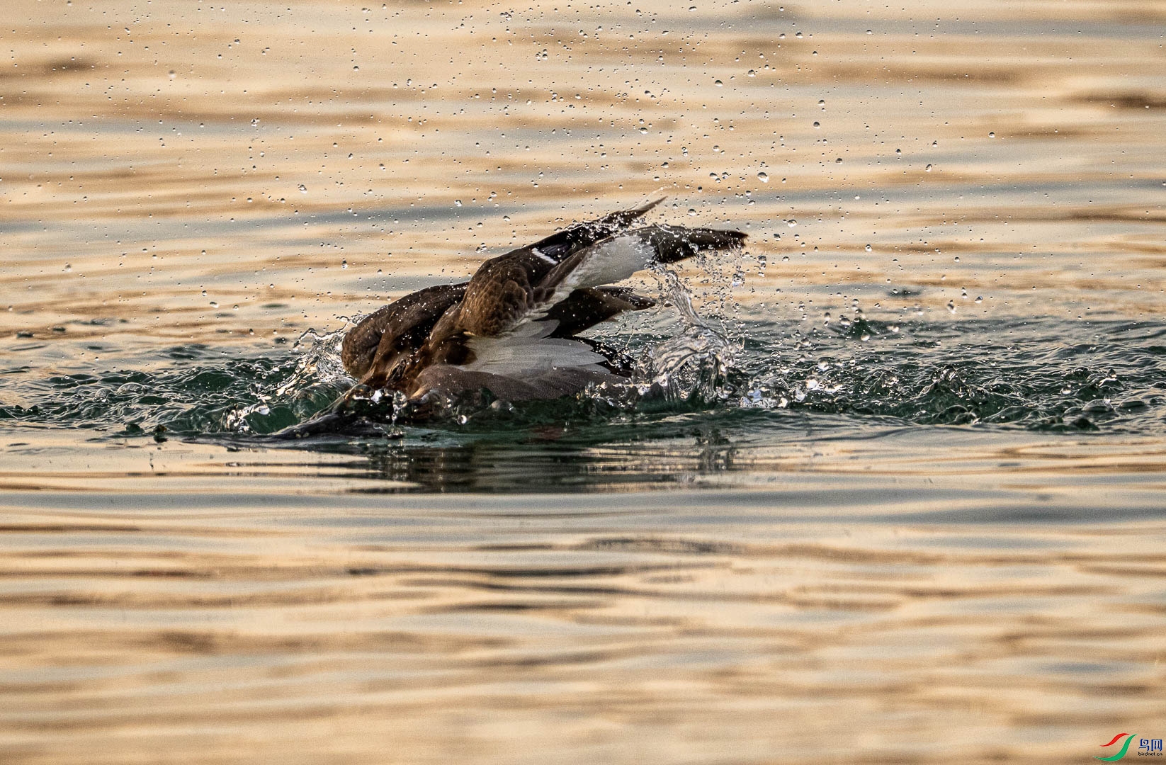 DSC_1116.jpg