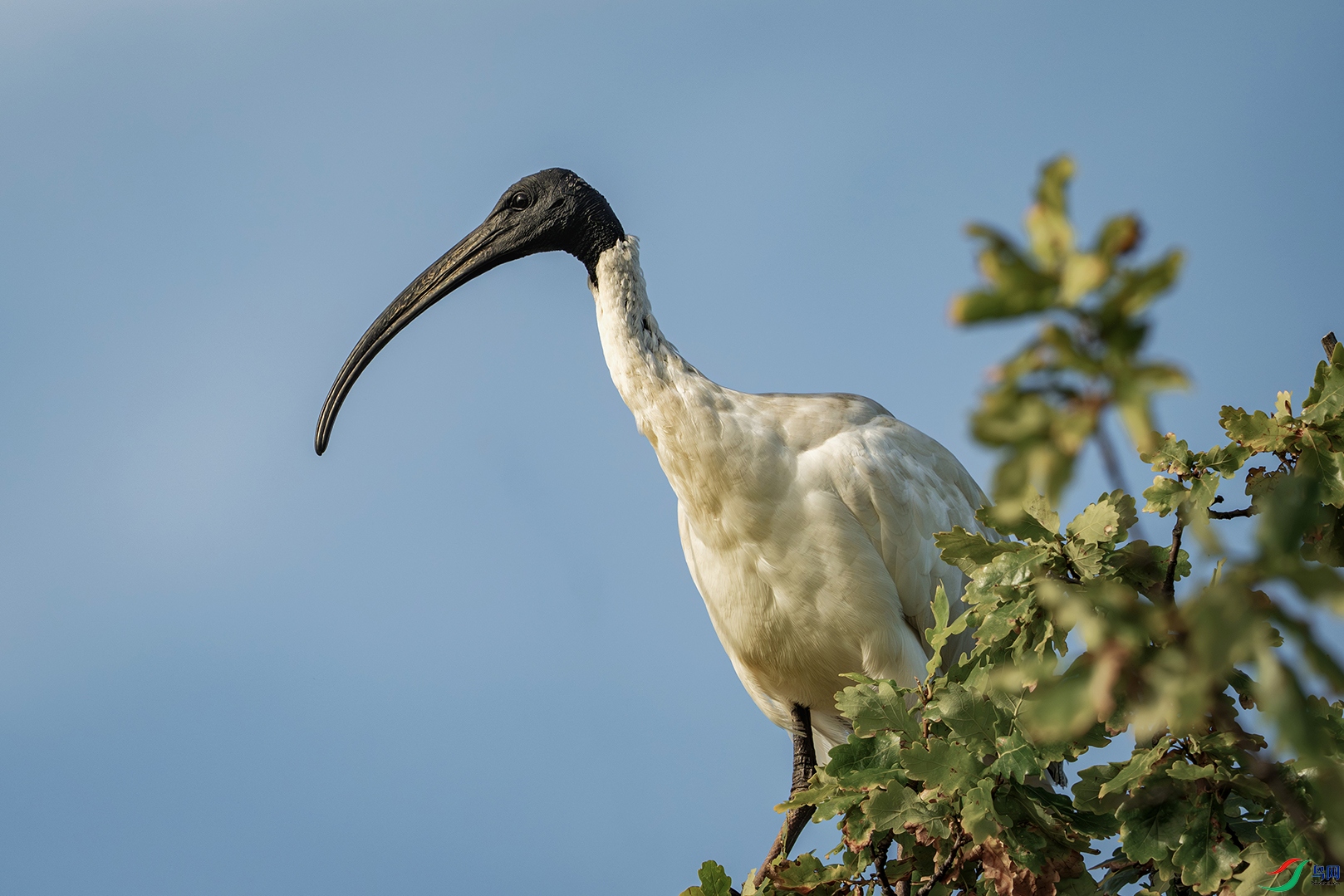 �����ڰ����µ�����ϡ�