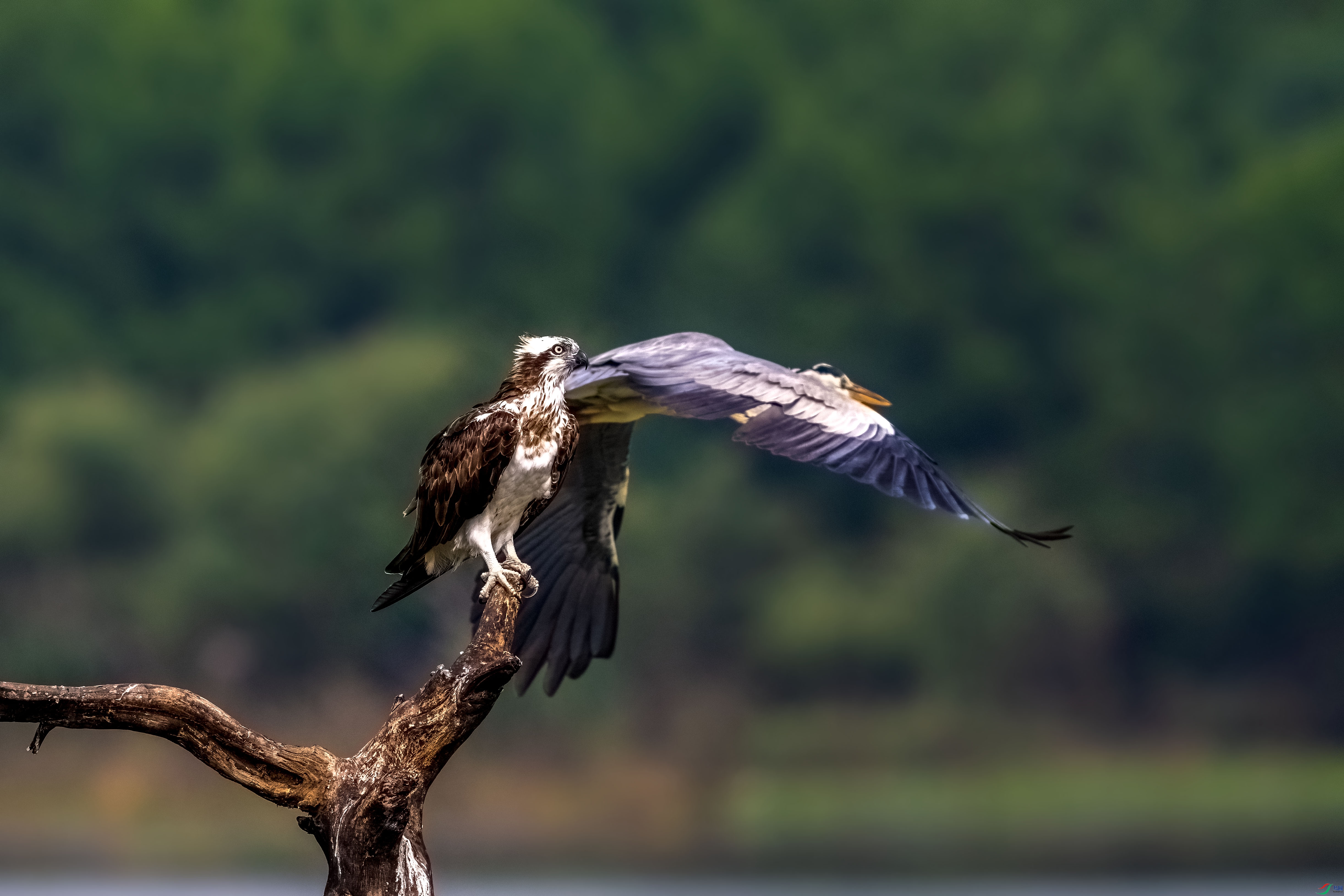 _DSC3243yi.jpg