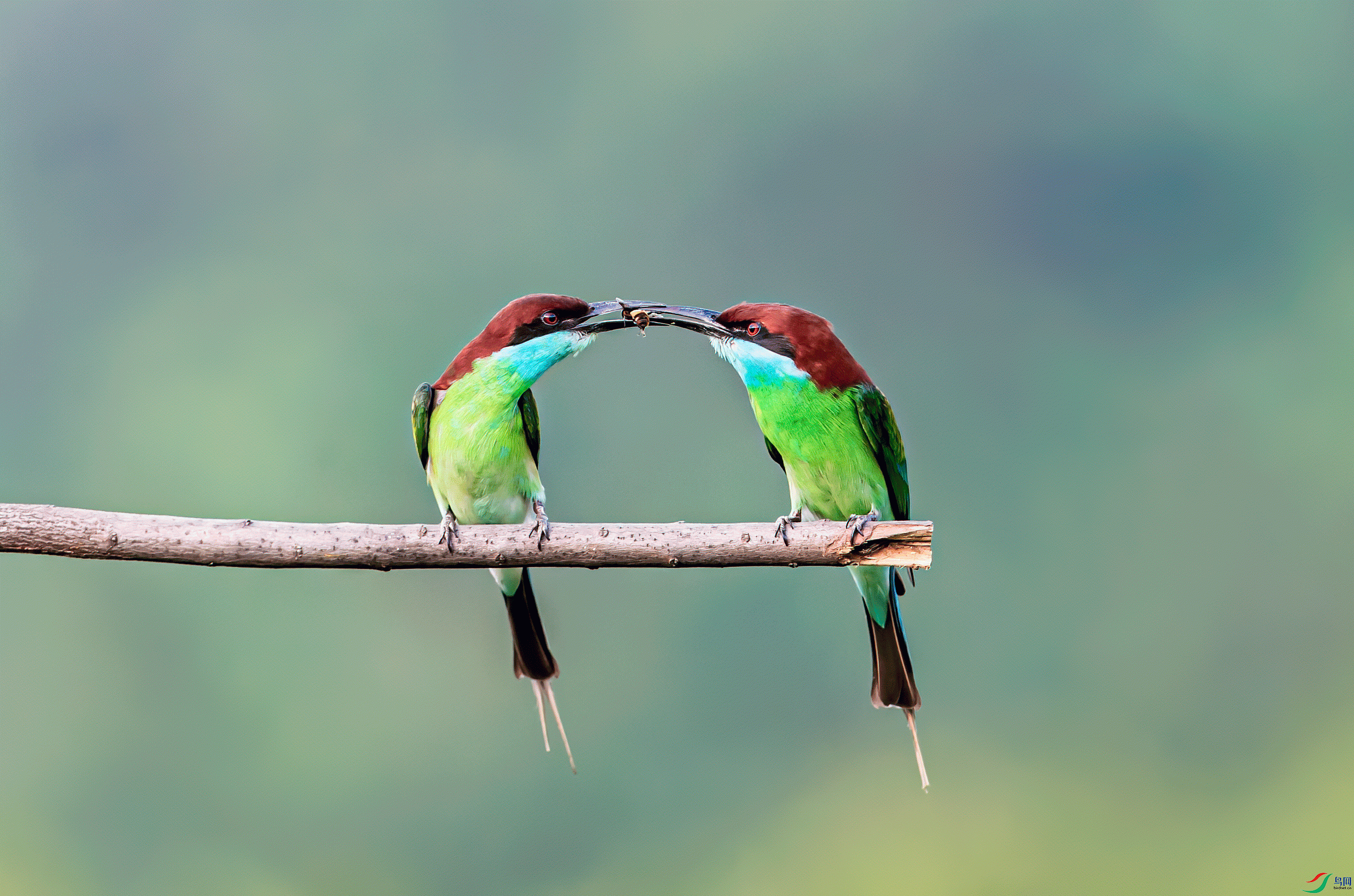_DSC0979-1.gif