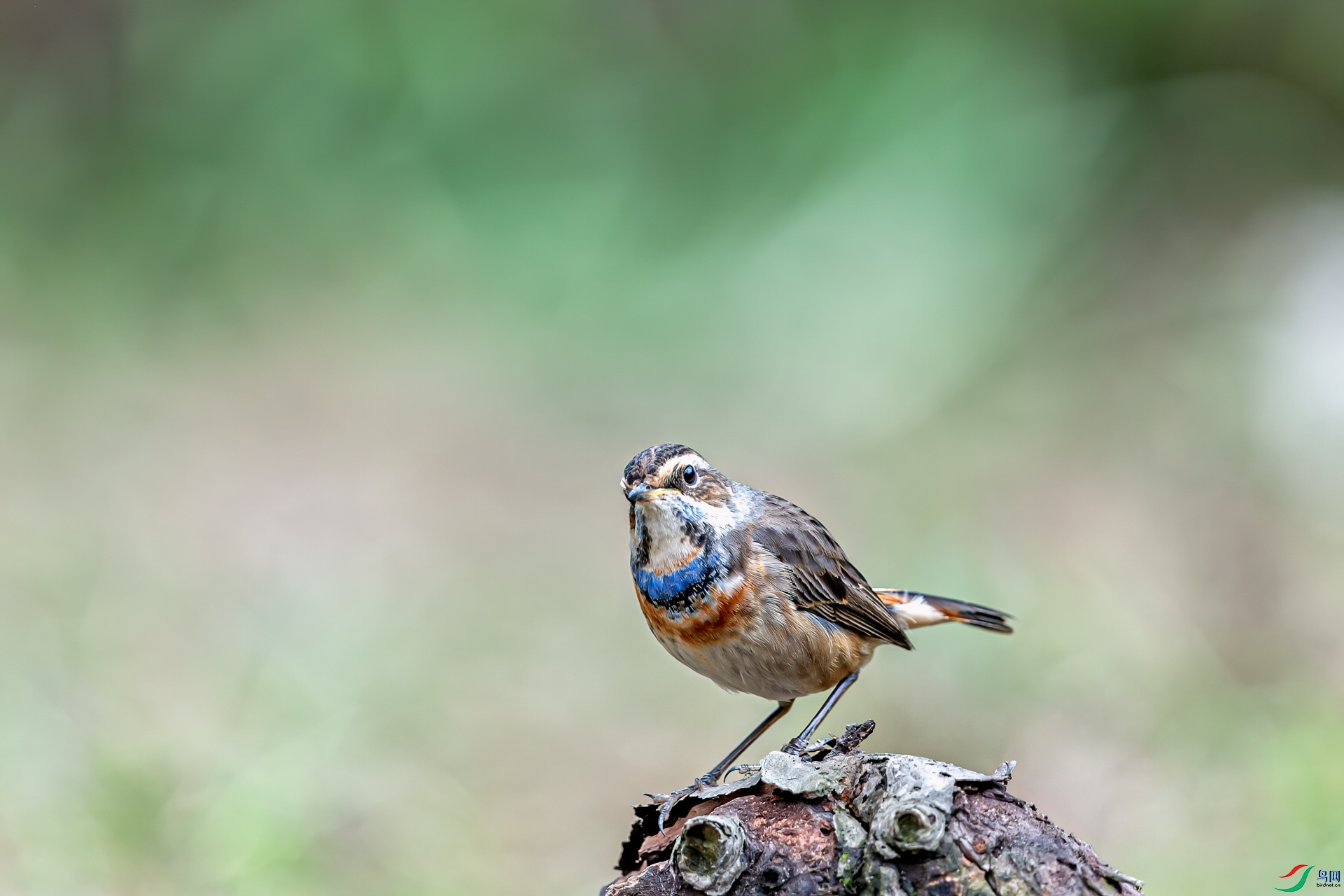 _DSC1500-11.jpg