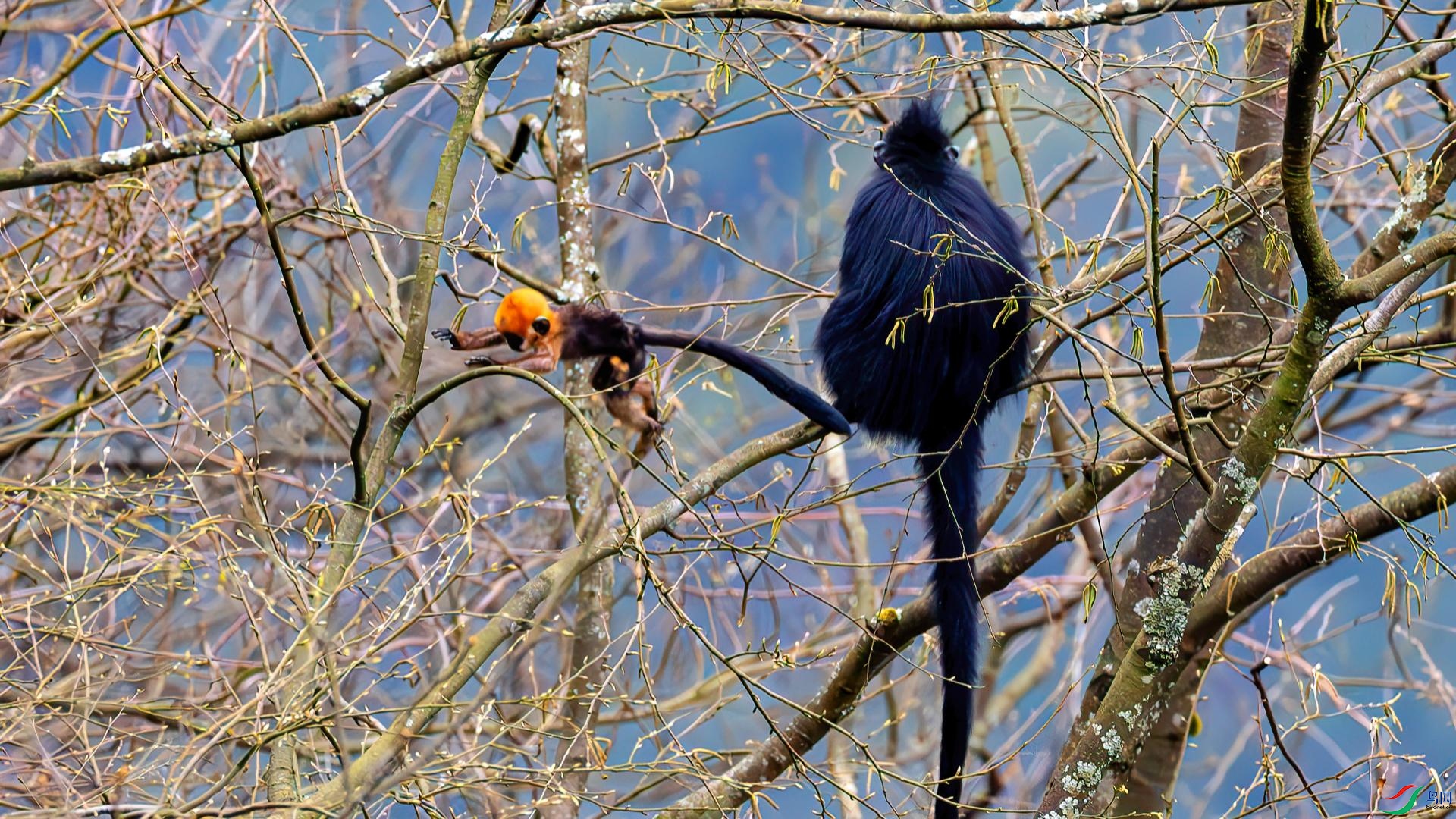 С�ﵱ��ǿ������Ҷ�ﱦ��