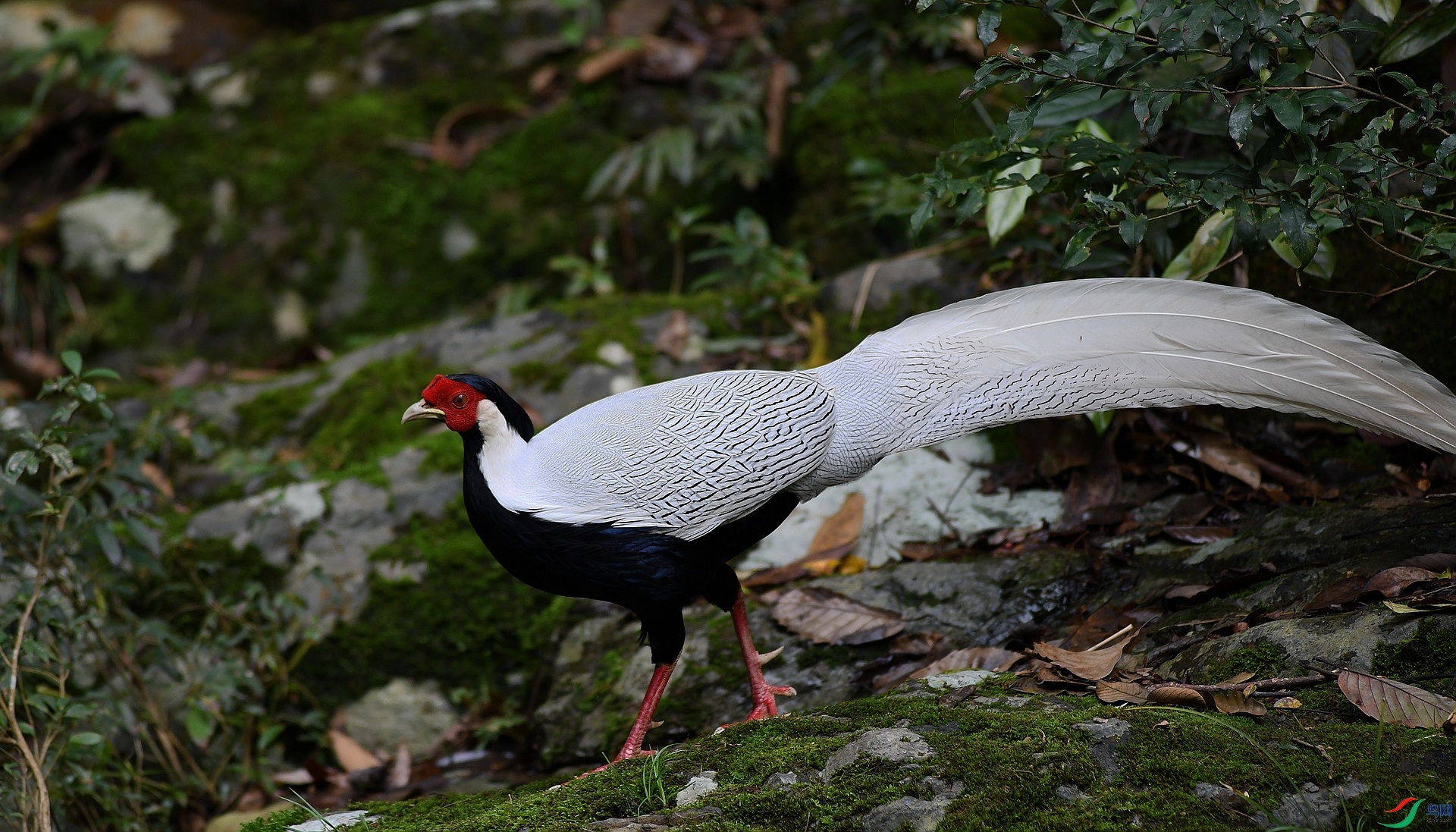DSC_0959.jpg