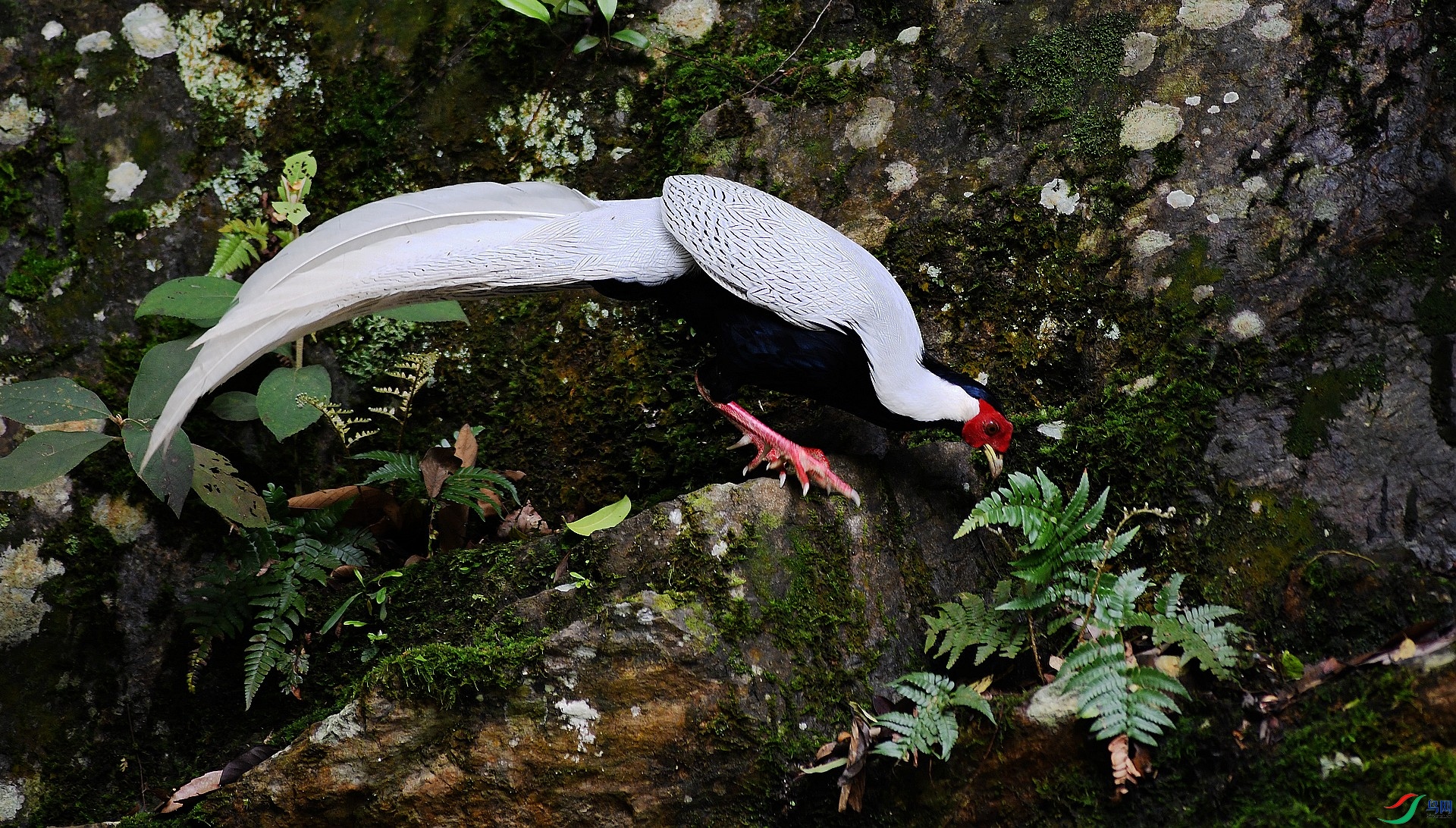 DSC_0950.jpg