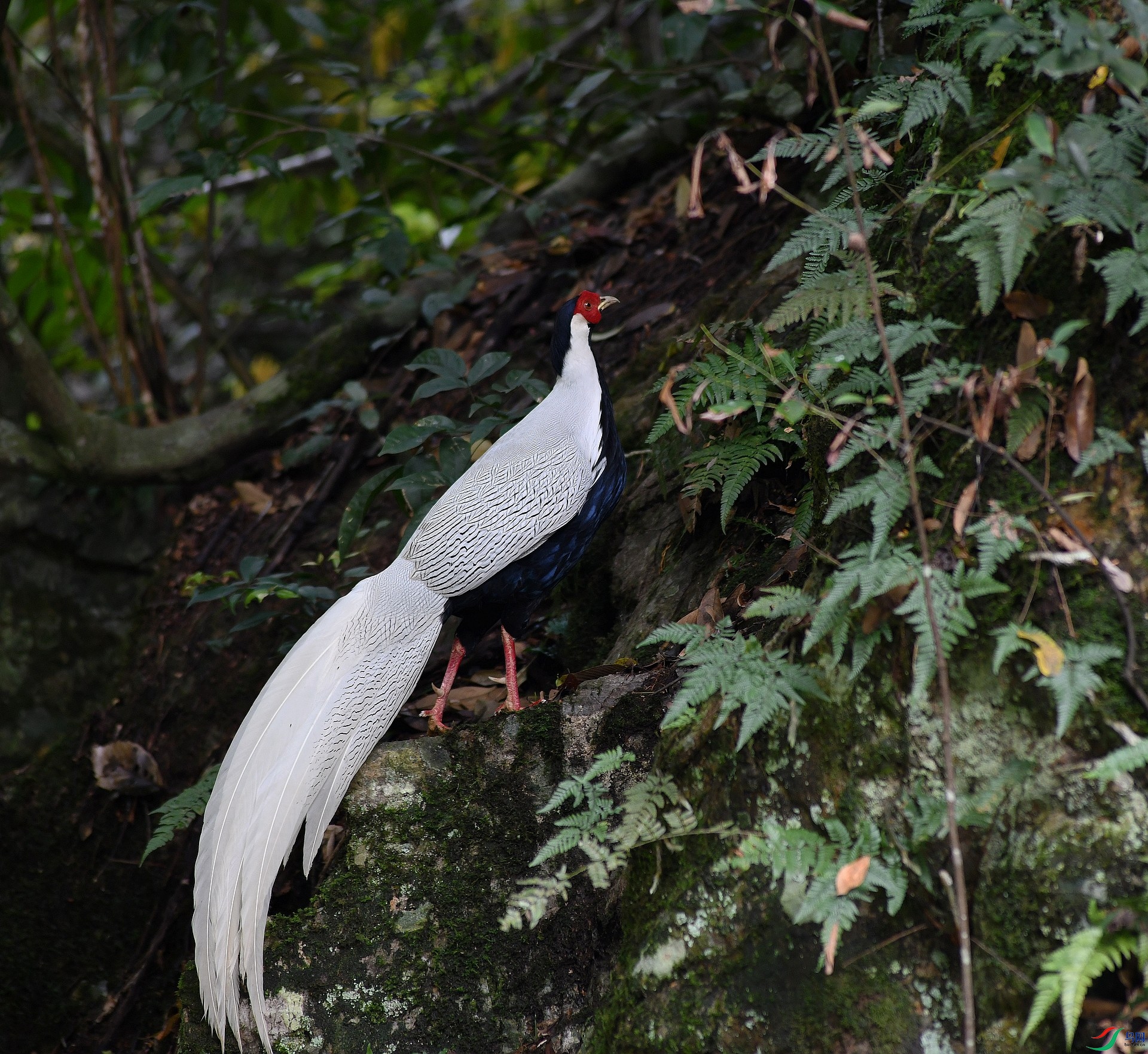 DSC_0974.jpg