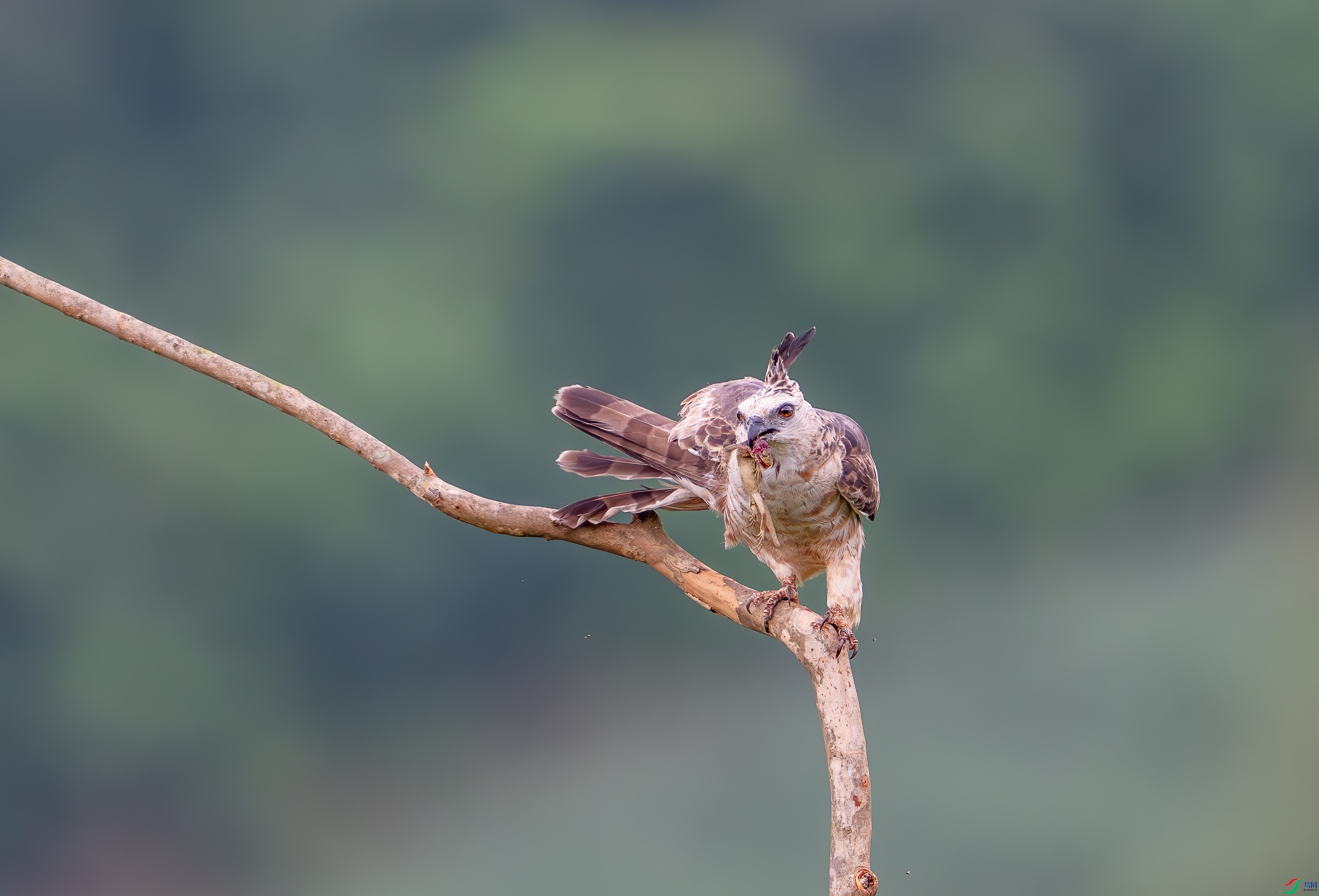 DSC_2920-1.jpg
