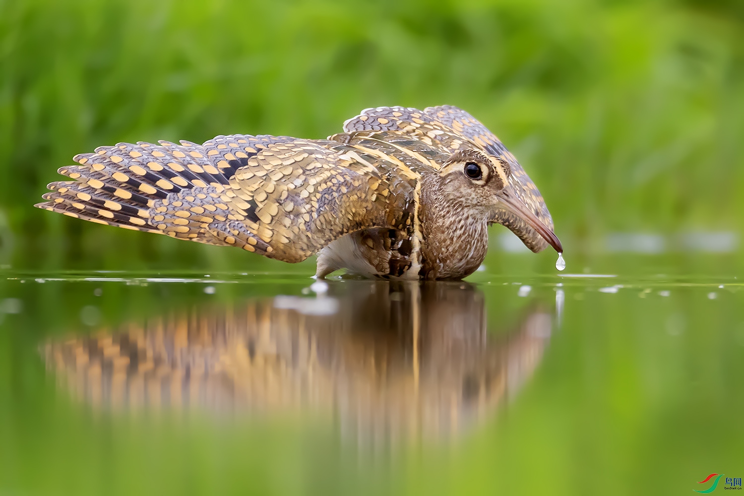 0F7A9585 ����.jpg