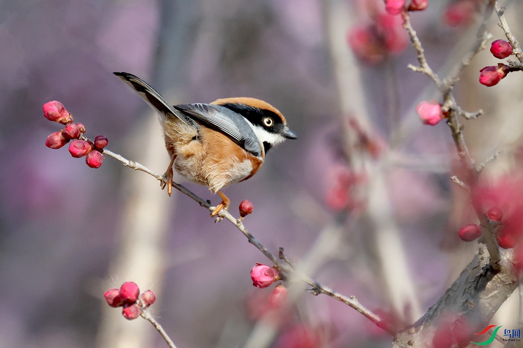 ��ͷ��βɽȸ