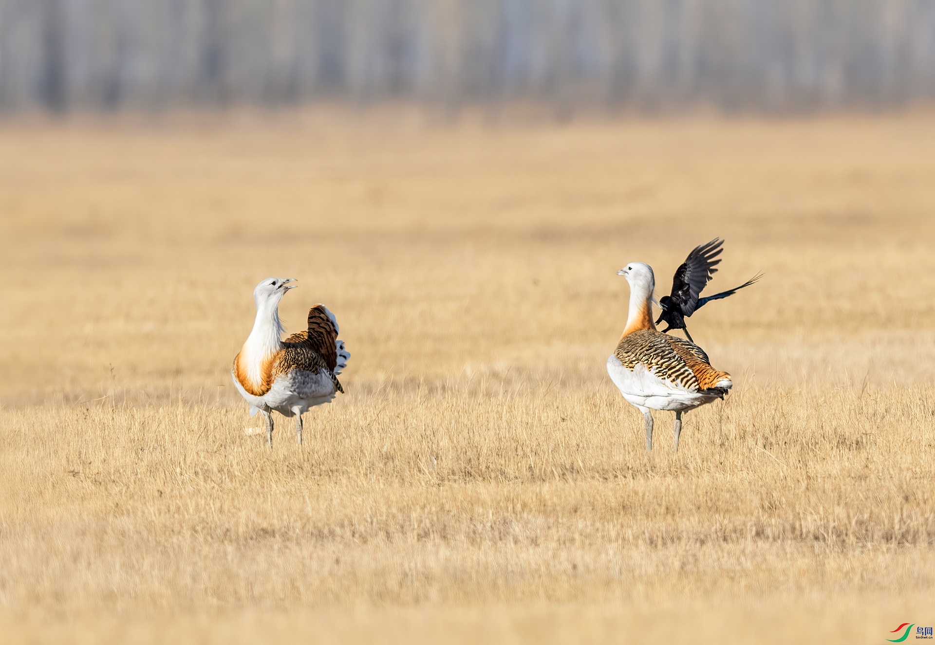 DSC_7163- ���䲻��.jpg