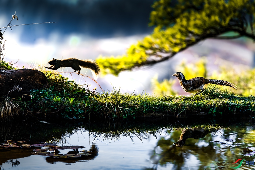 ������׸�����