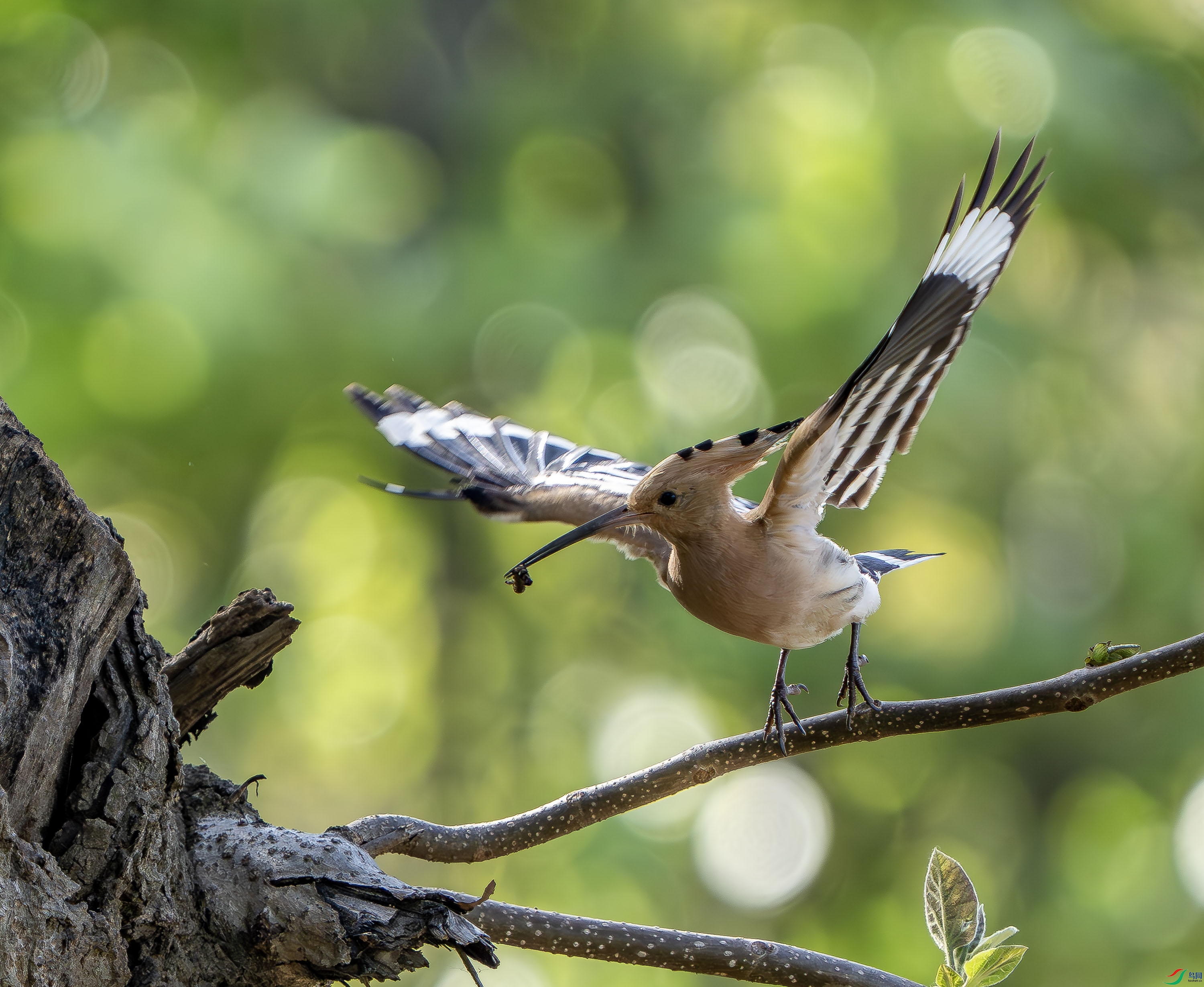 ��ʤ-17-2.jpg