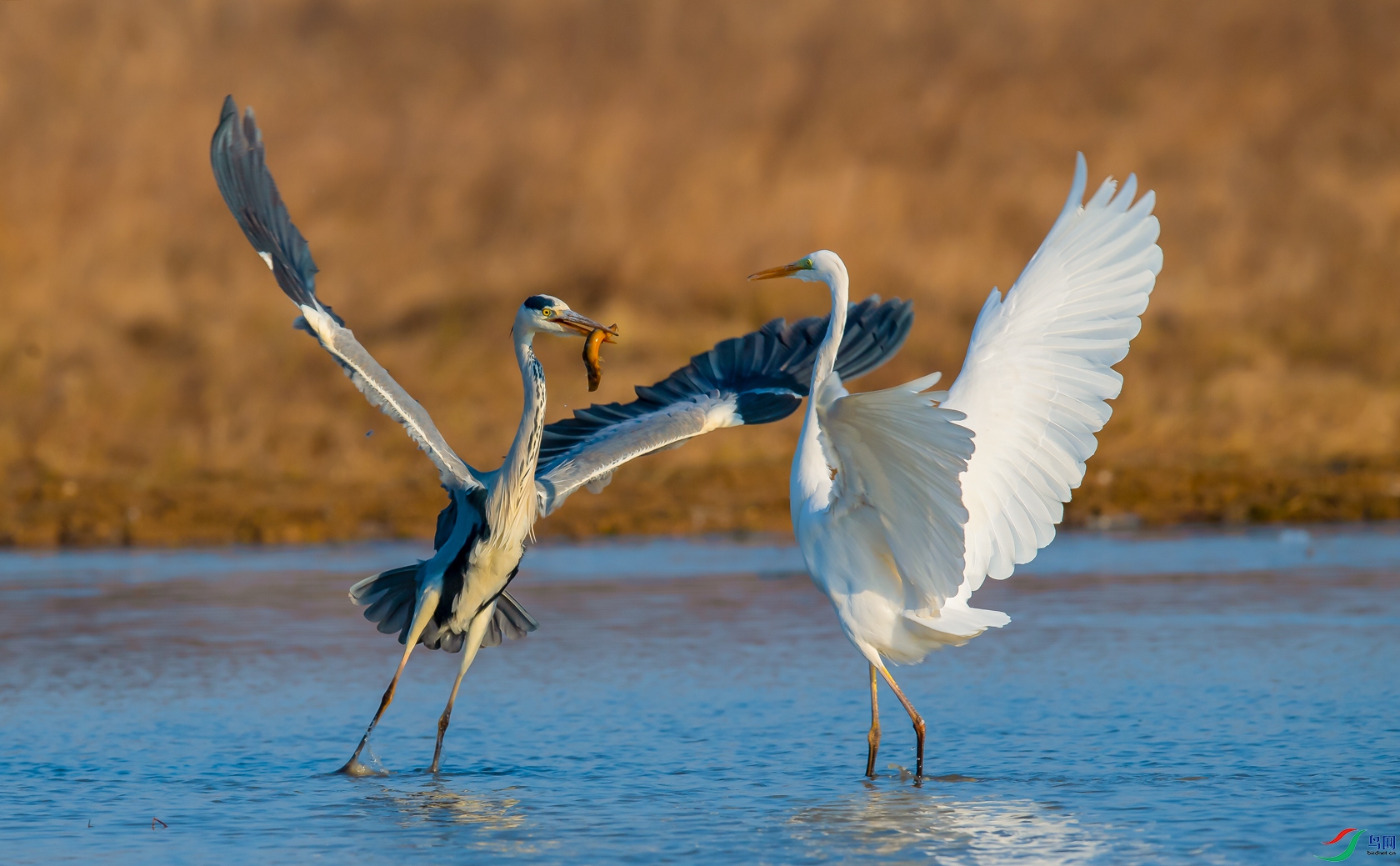 DSC_���ش���� - ����.jpg