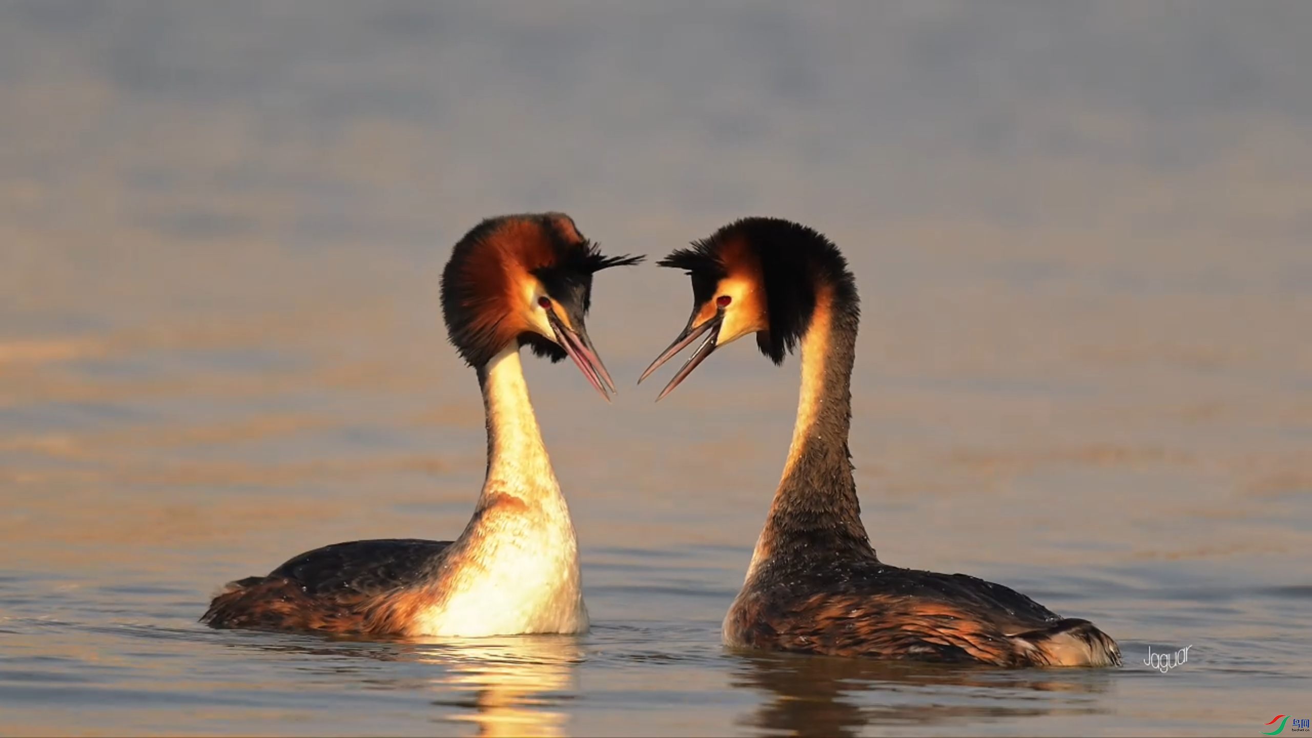 4��6�� (1).png