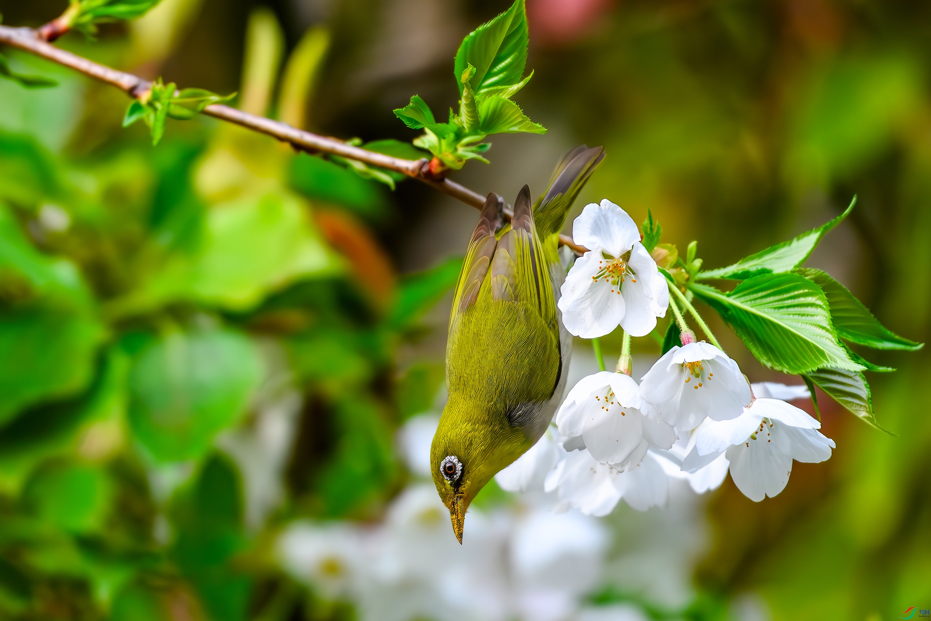DSC_7852-AB.jpg