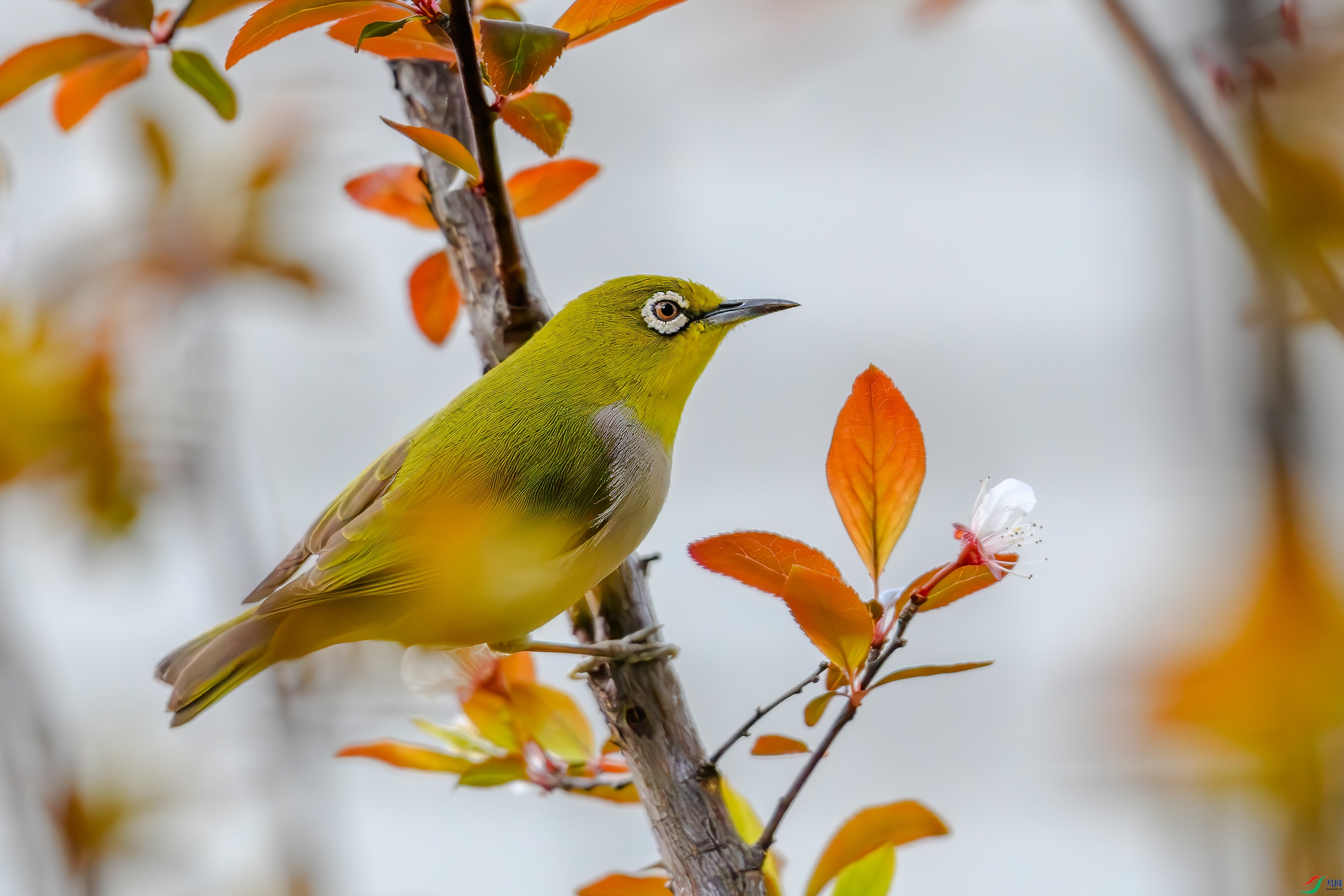 DSC_6430-AB.jpg