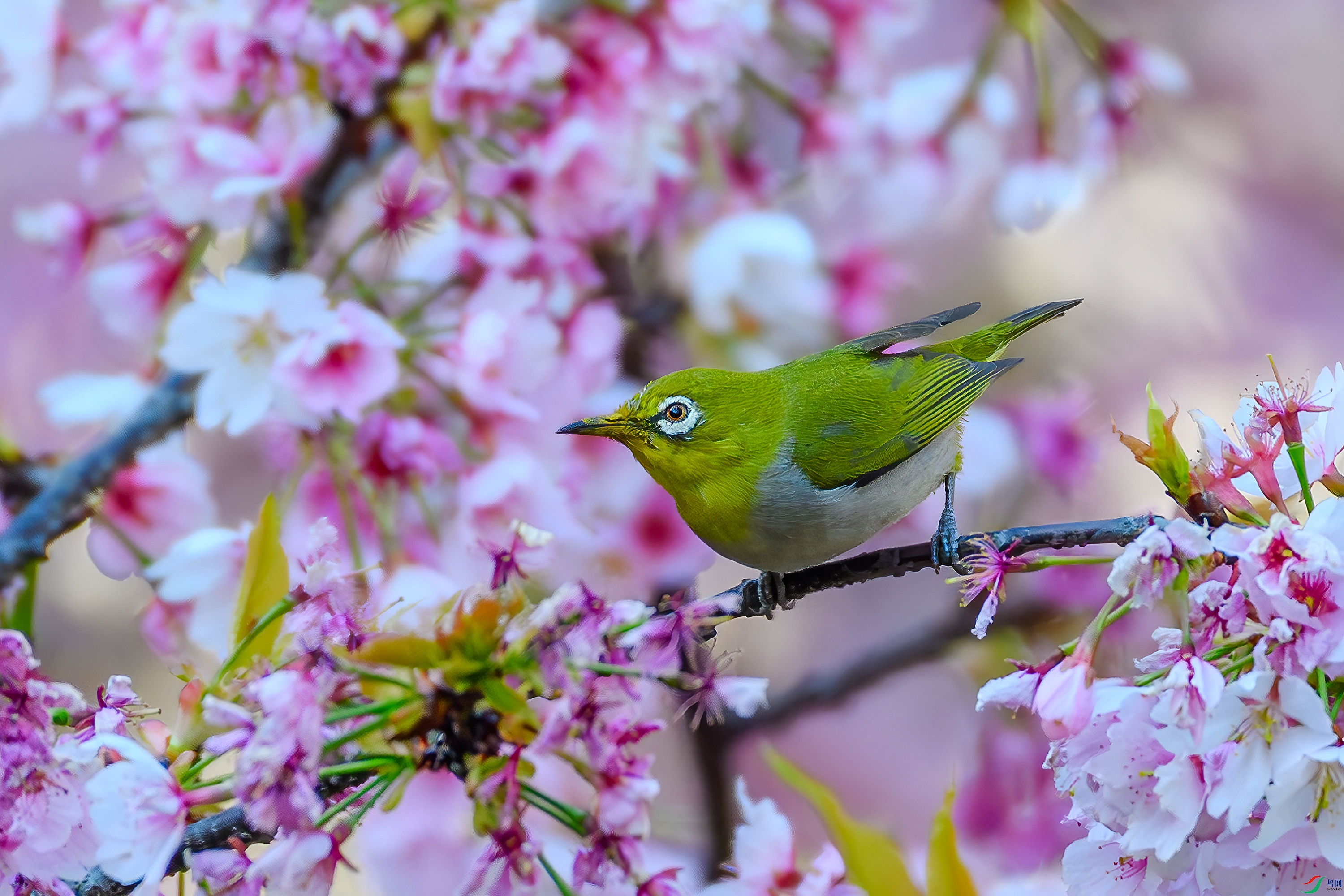 DSC_6239-AB.jpg