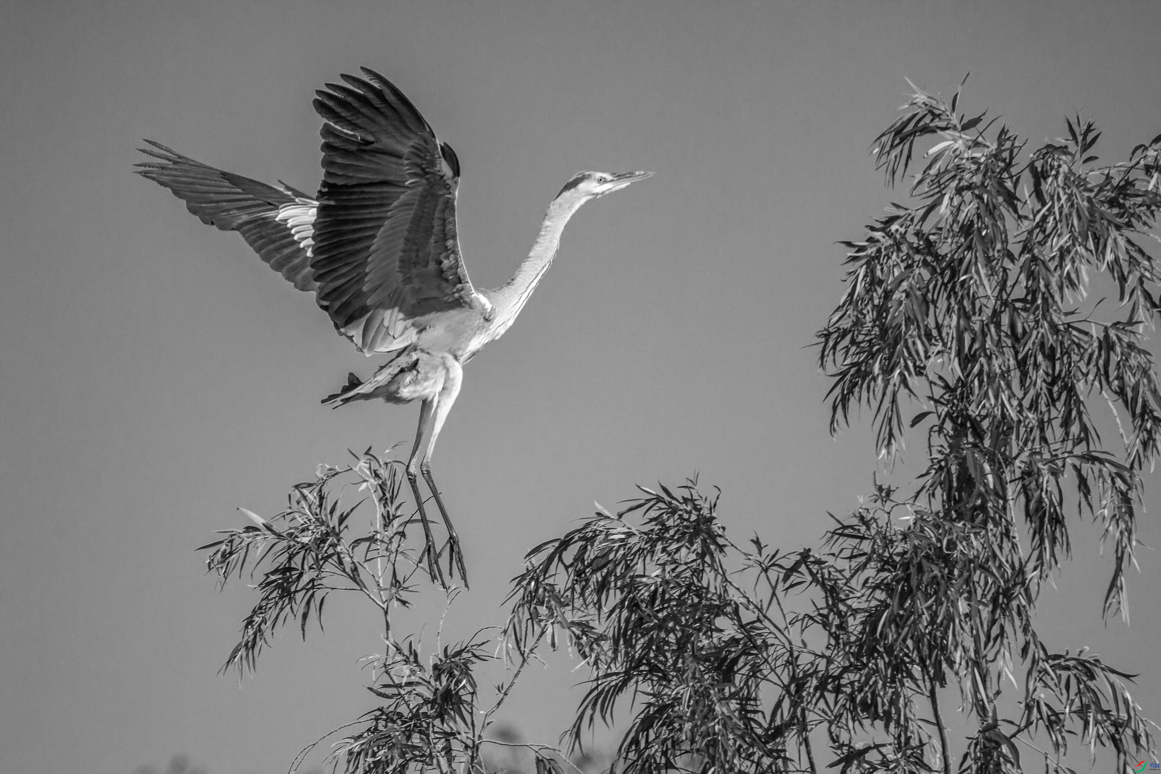 IMG_7440�ڰ� 26-4-6.jpg