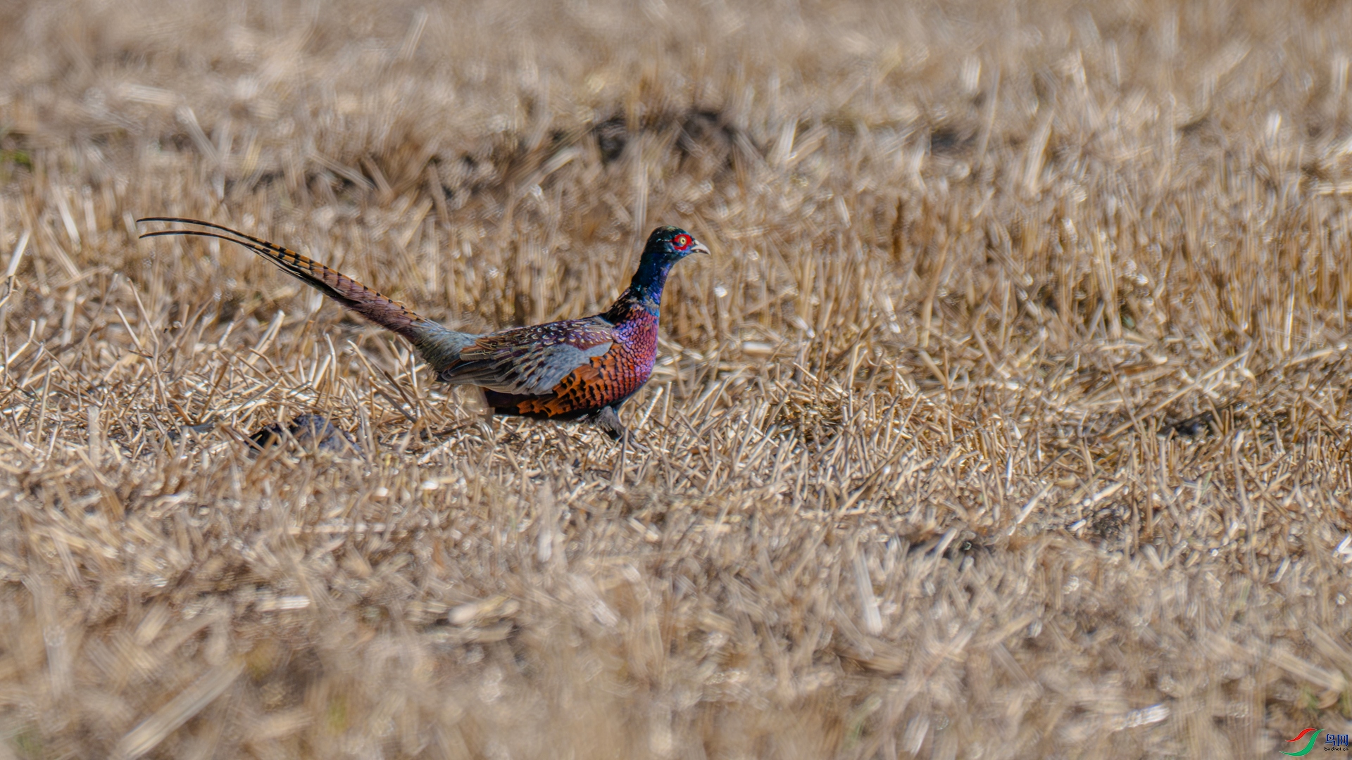 DSC_2442_����.jpg