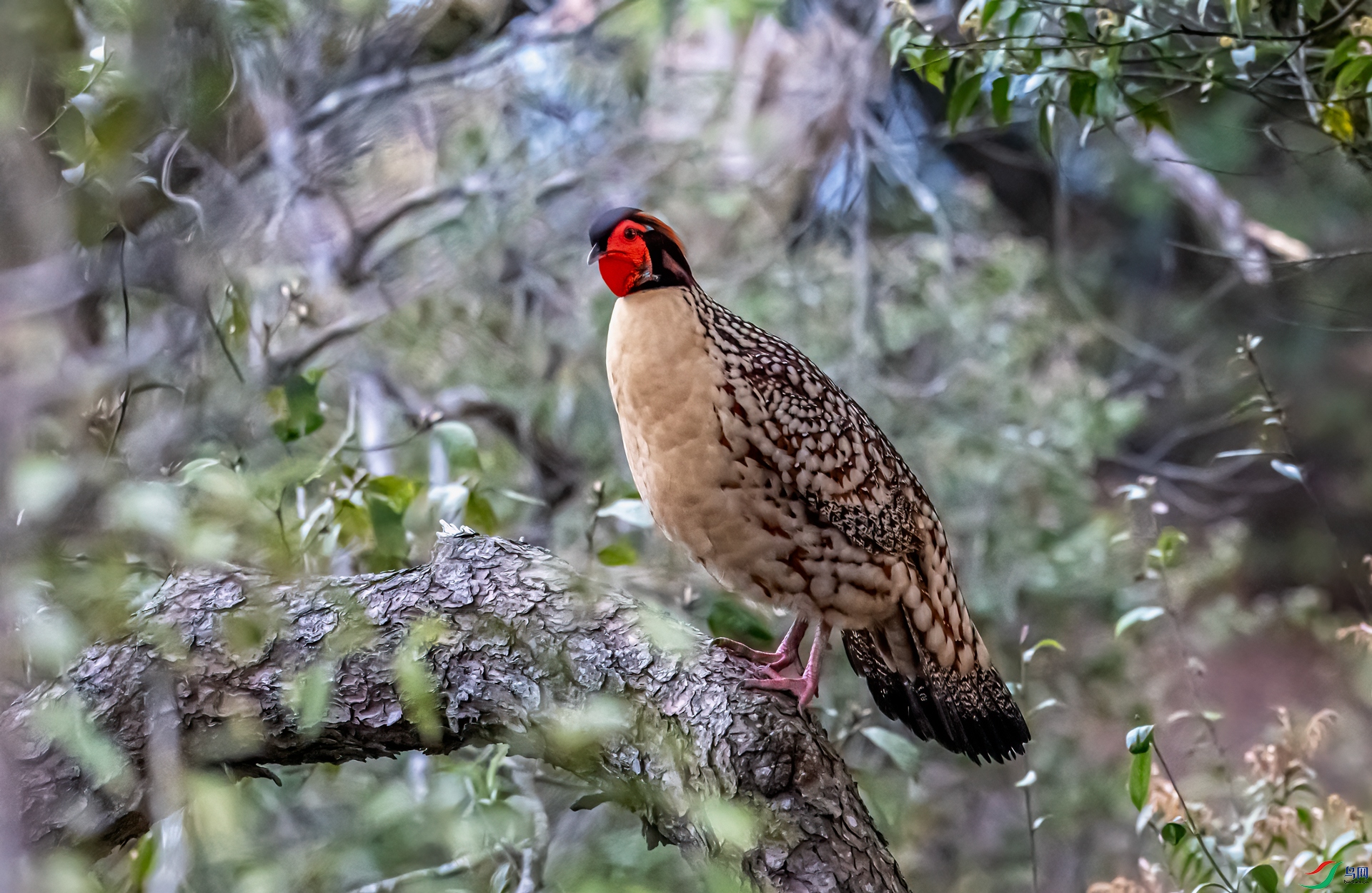 DSC_2156-11.jpg