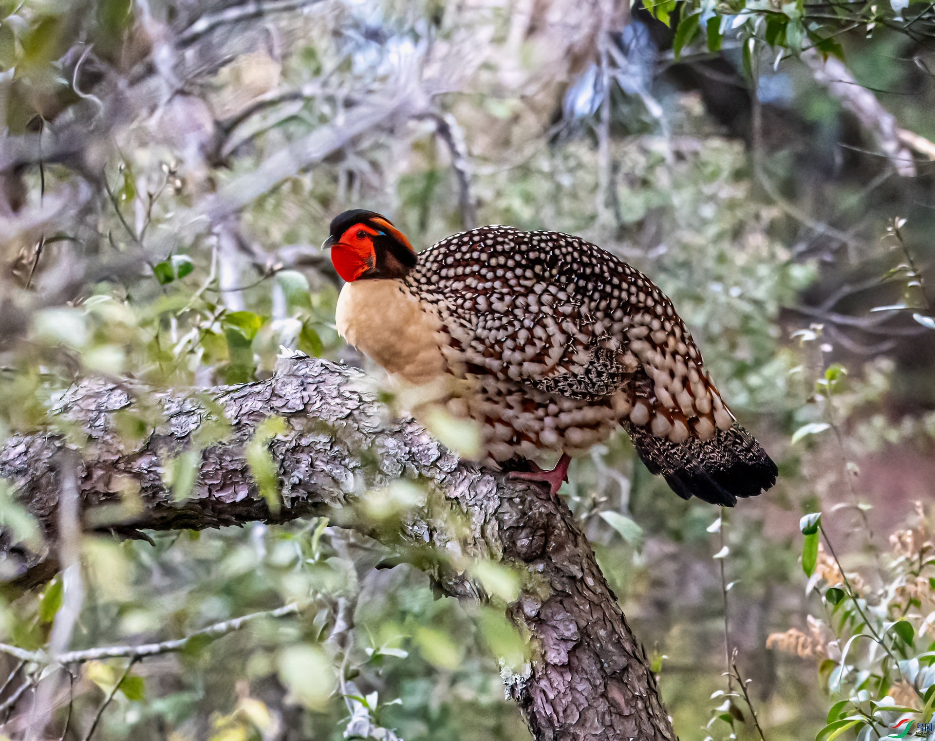 DSC_2200-11.jpg
