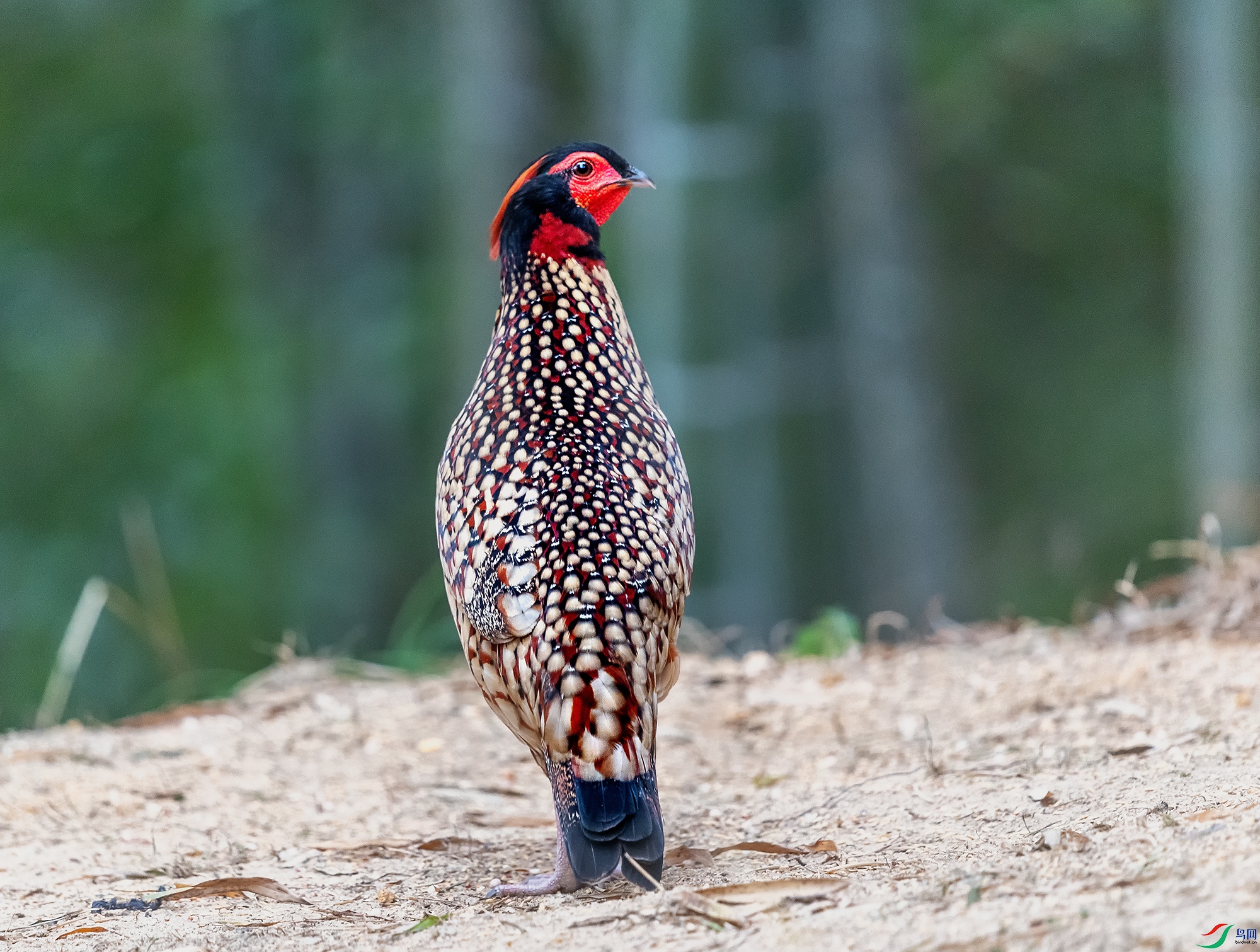 DSC_2209a.jpg