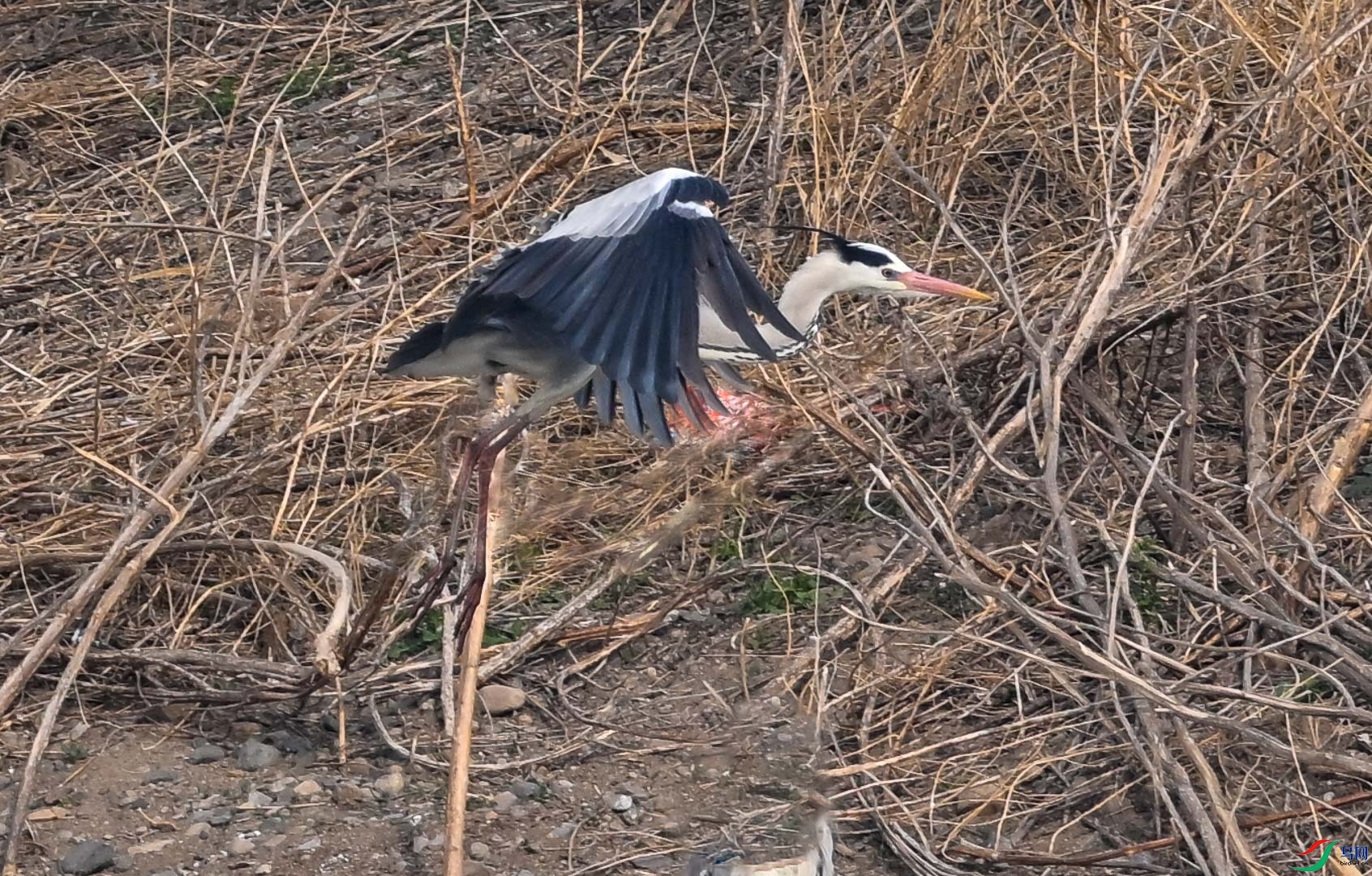 DSC_4093_1.jpg
