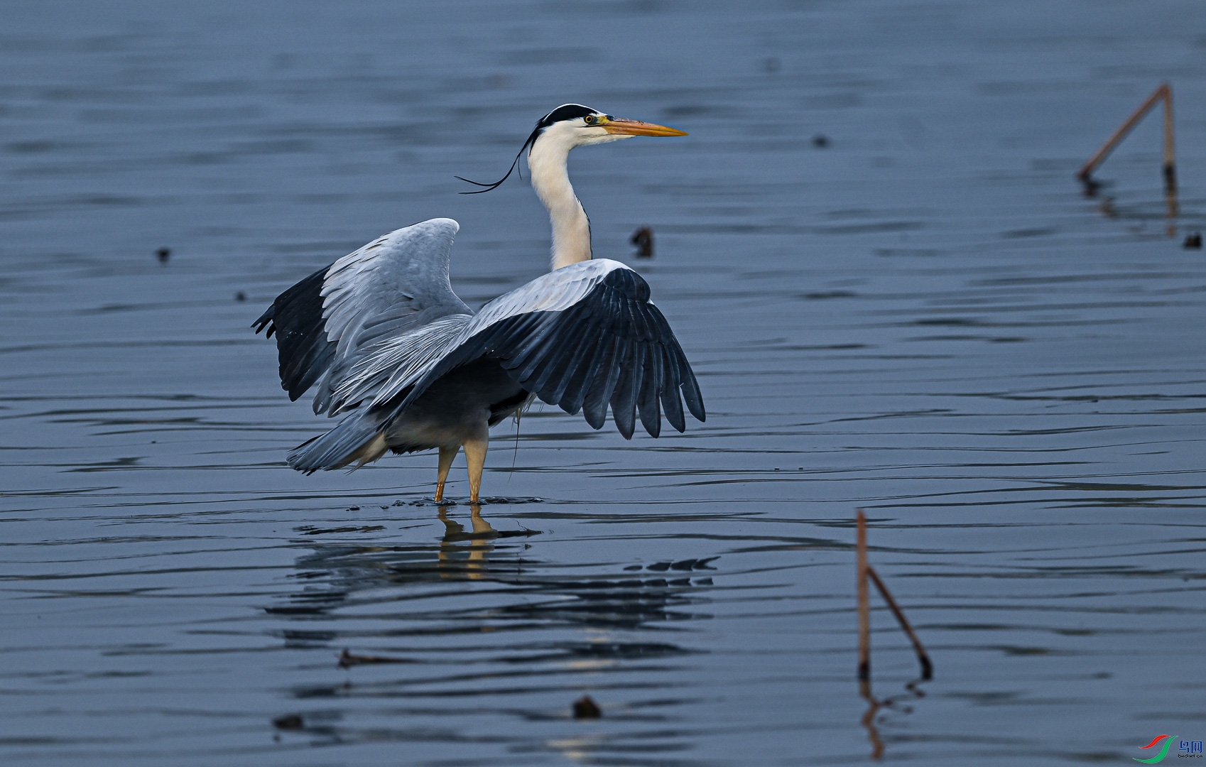 DSC_4232_1.jpg