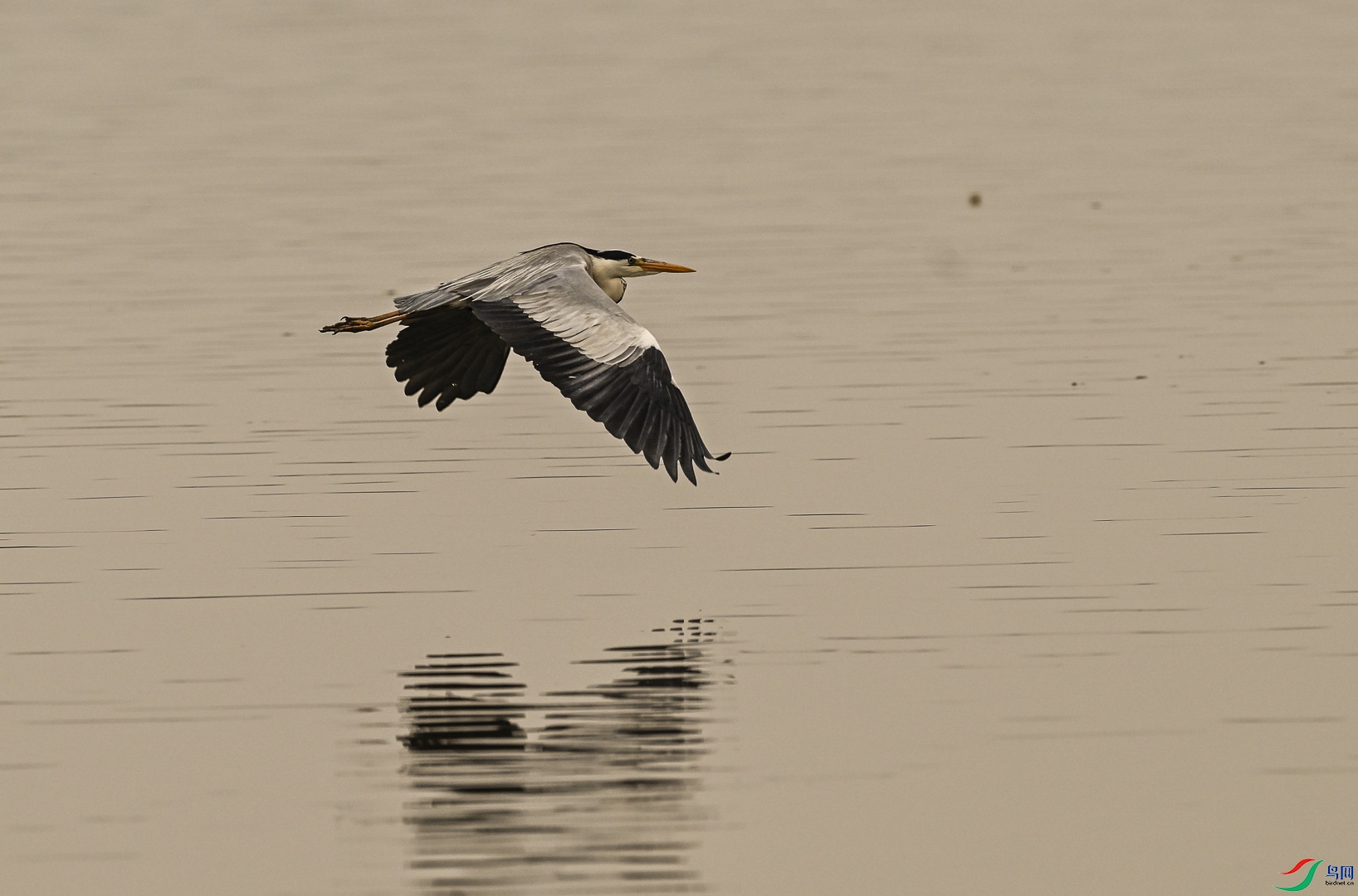 DSC_4795_1.jpg