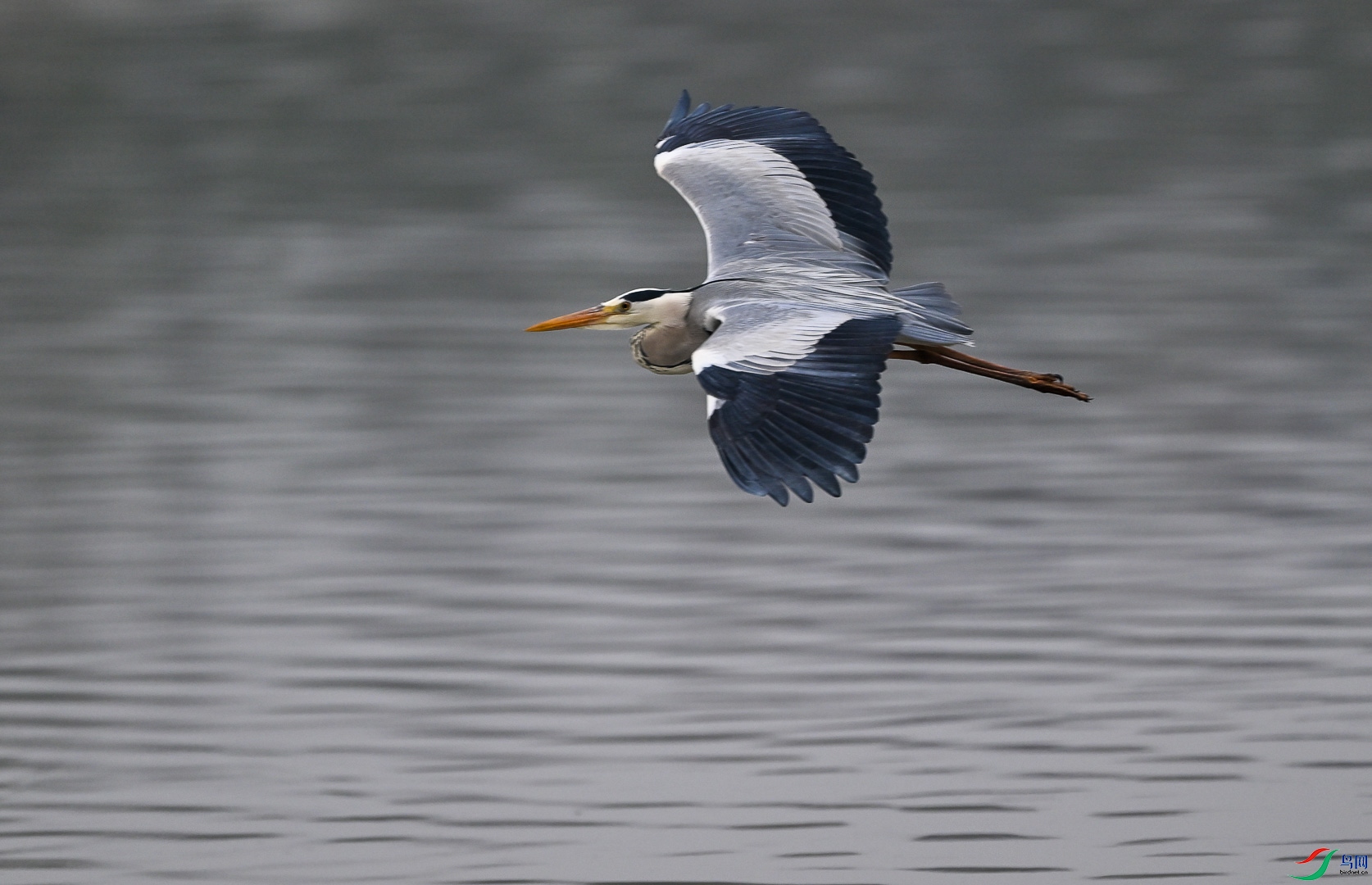 DSC_5116_1.jpg