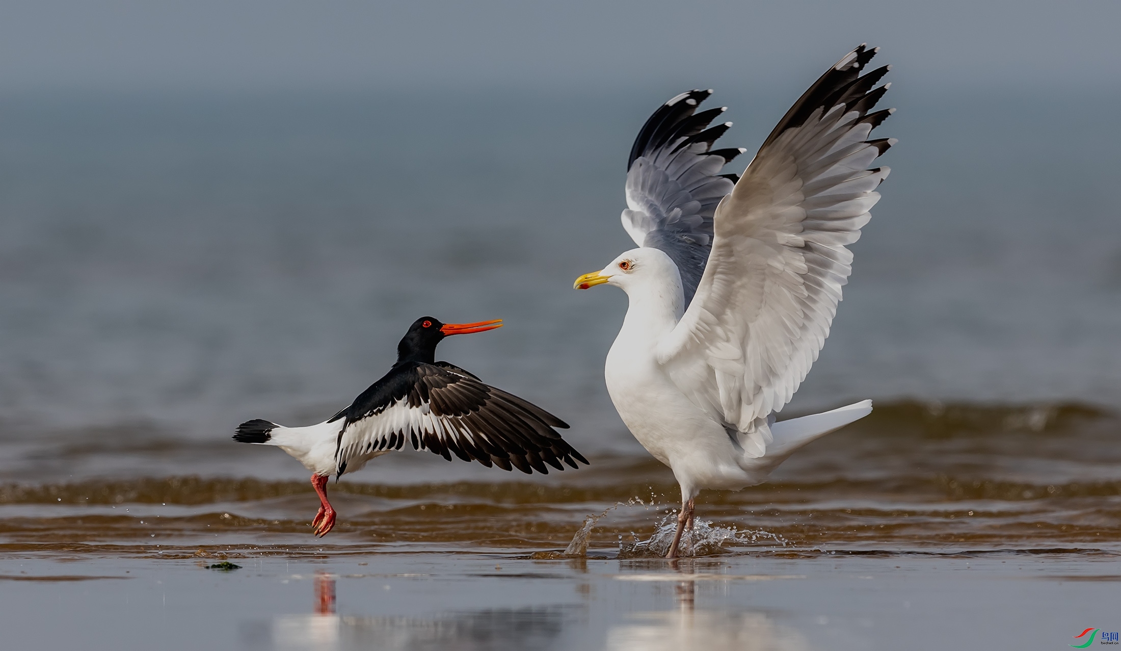 ��Ÿ������