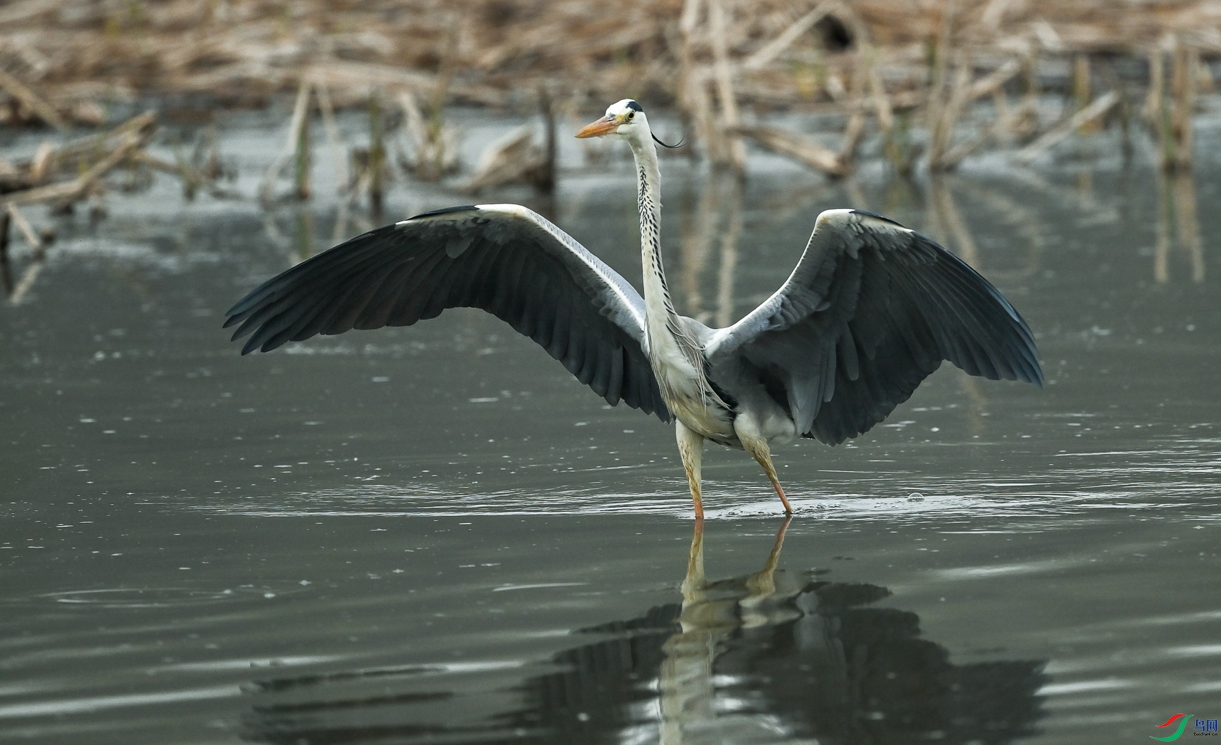 DSC_5134_1.jpg