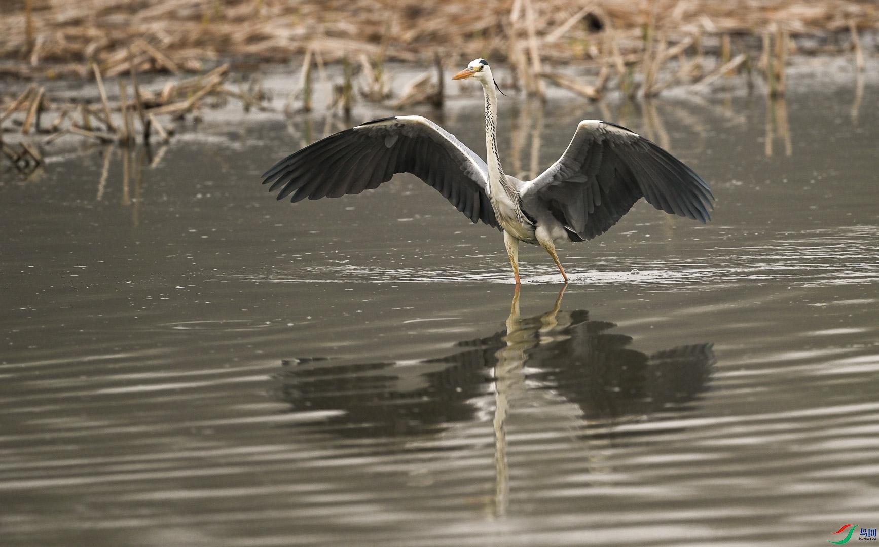 DSC_5135_1.jpg