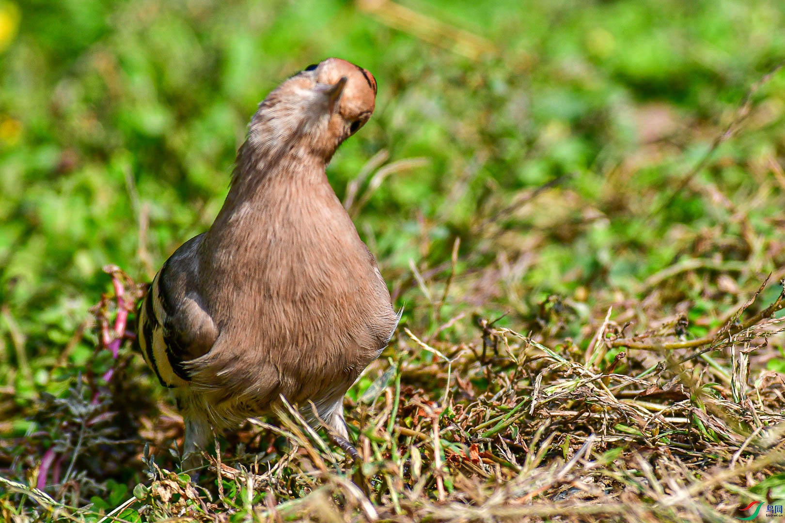 DSC_6092_3.jpg