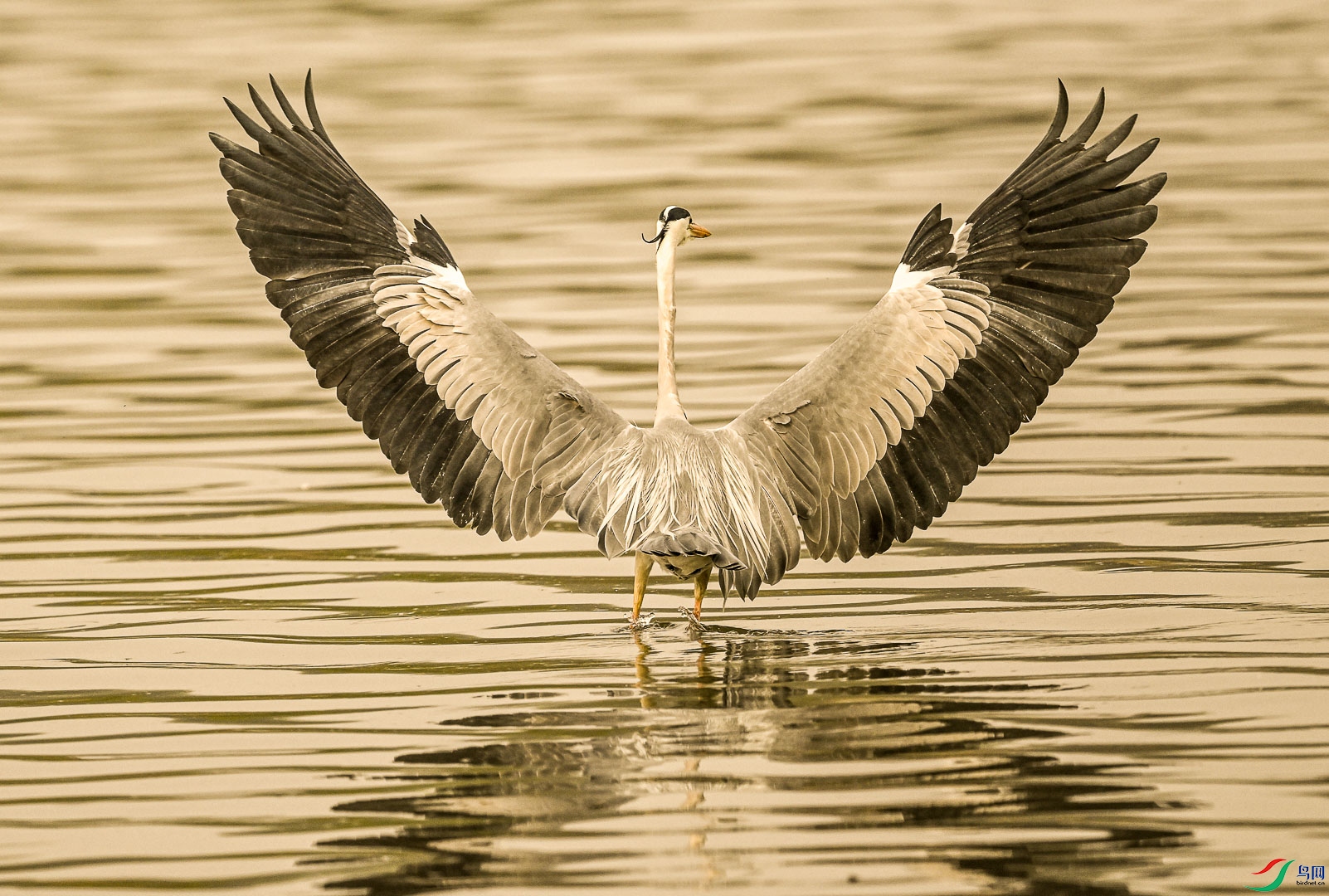DSC_4339_2.jpg