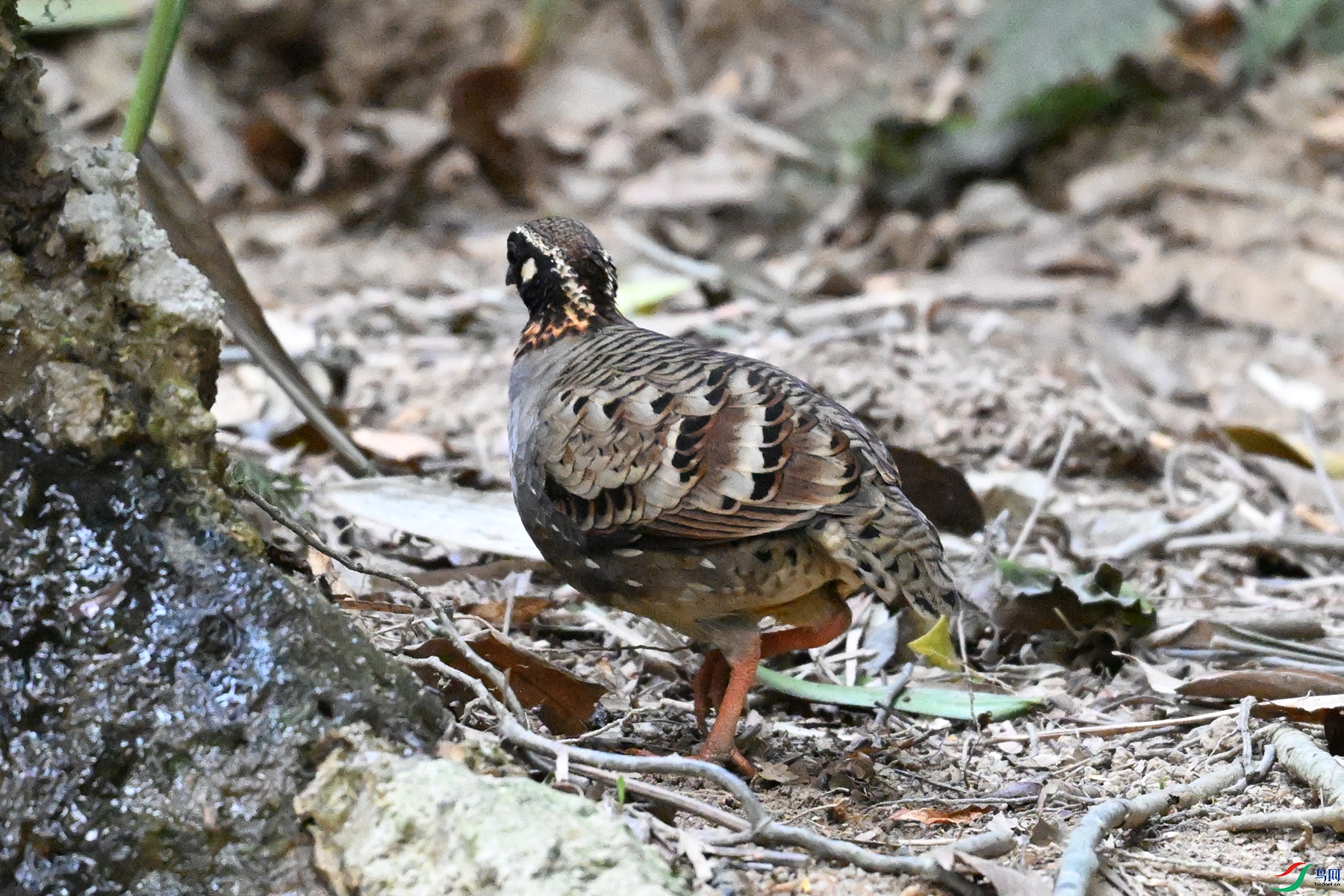 DSC_7391.JPG