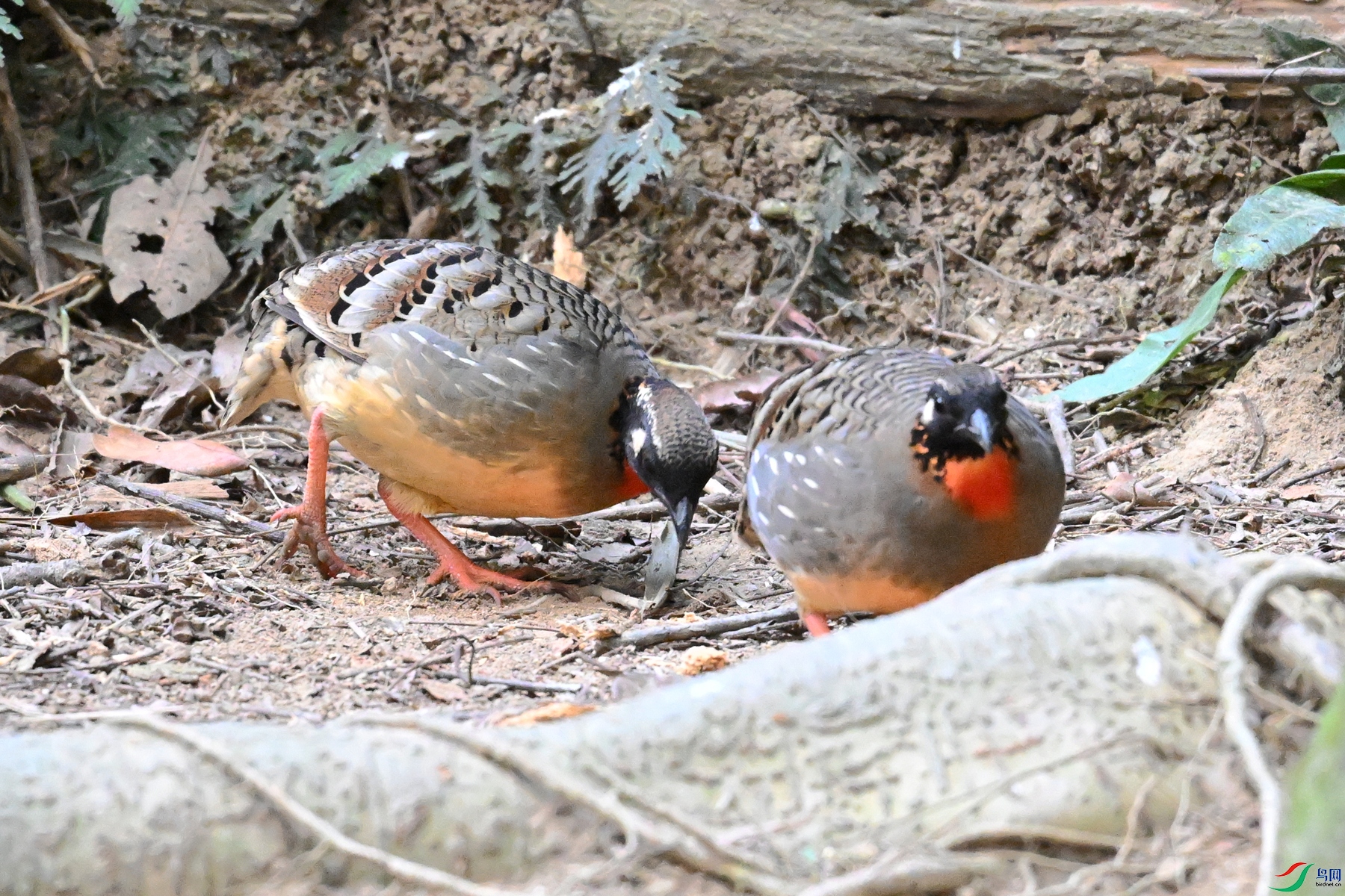 DSC_7395.JPG