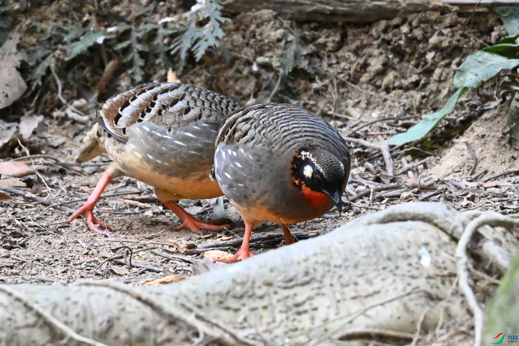 DSC_7400.JPG
