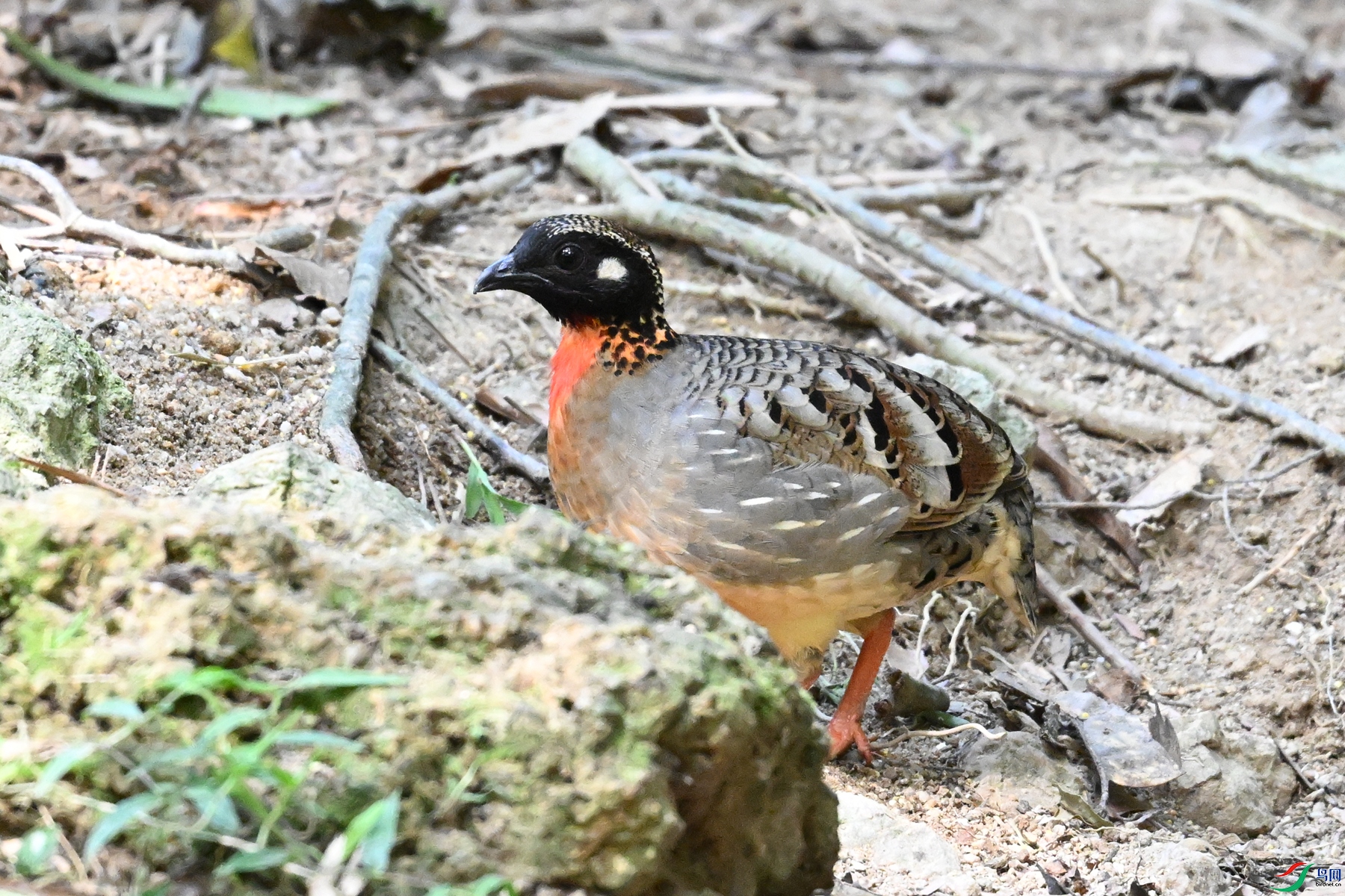 DSC_7431.JPG