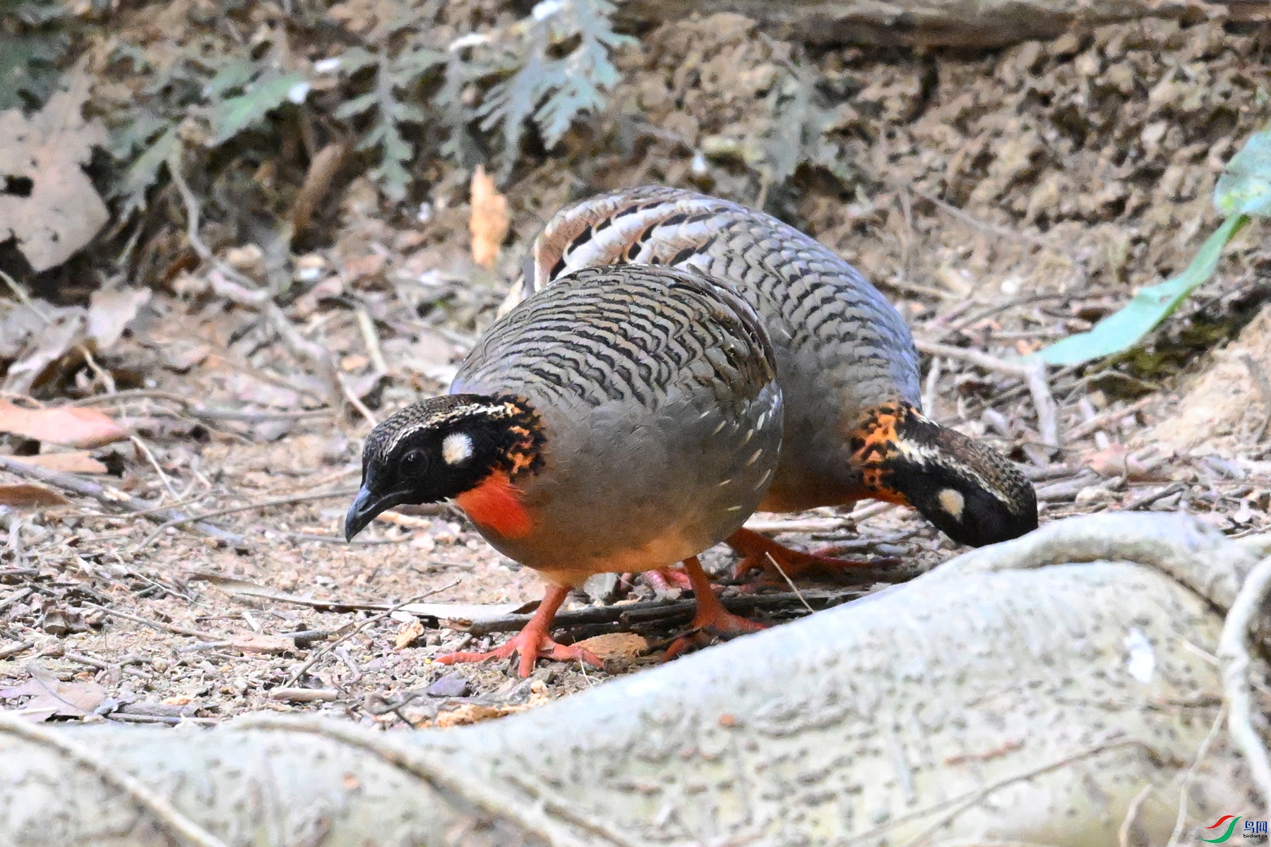 DSC_7403.JPG