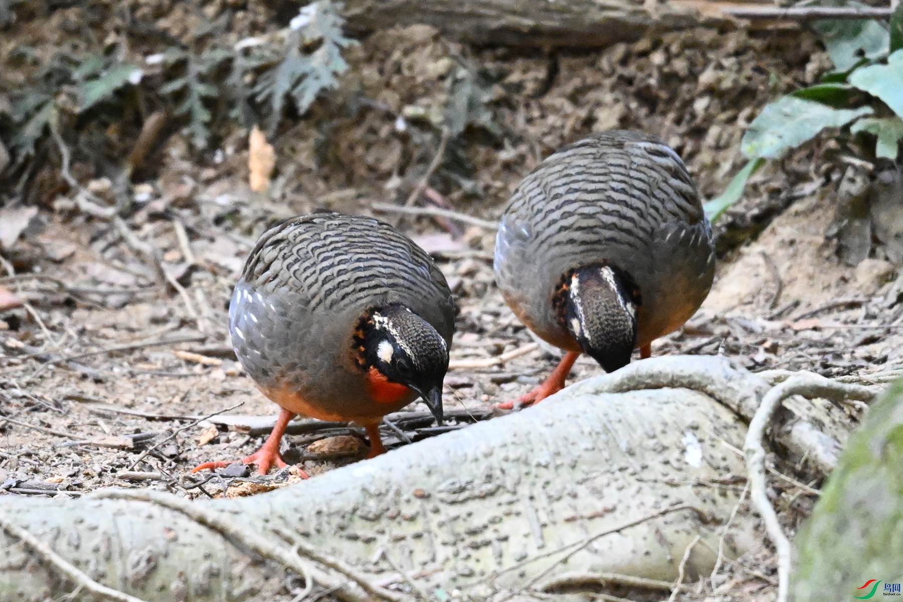 DSC_7405.JPG
