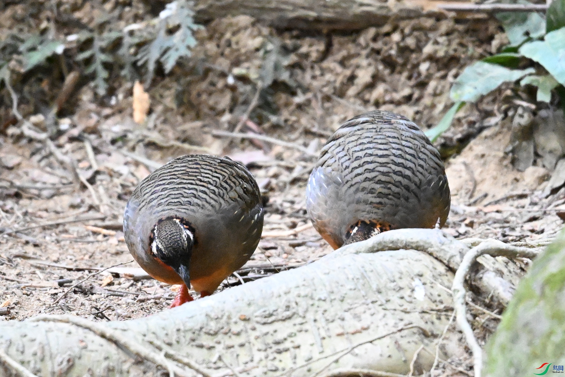 DSC_7406.JPG