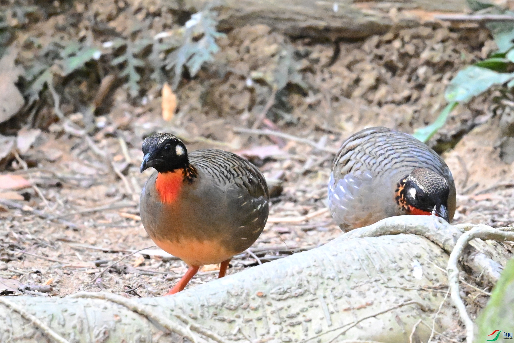 DSC_7411.JPG