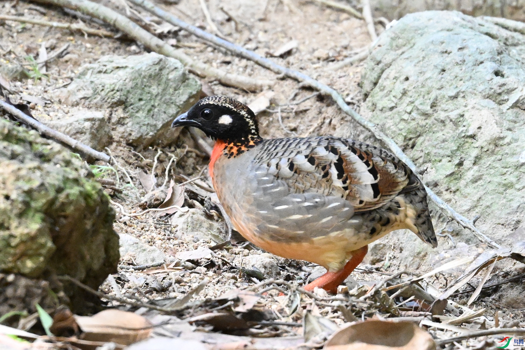 DSC_7445.JPG