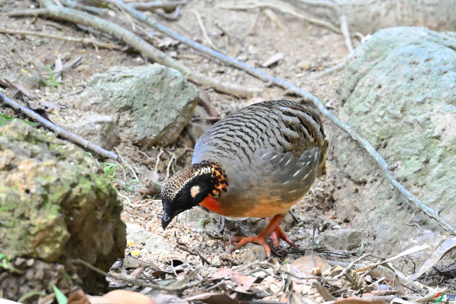 DSC_7422.JPG