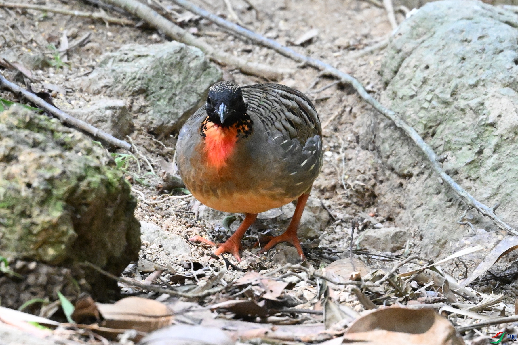 DSC_7425.JPG