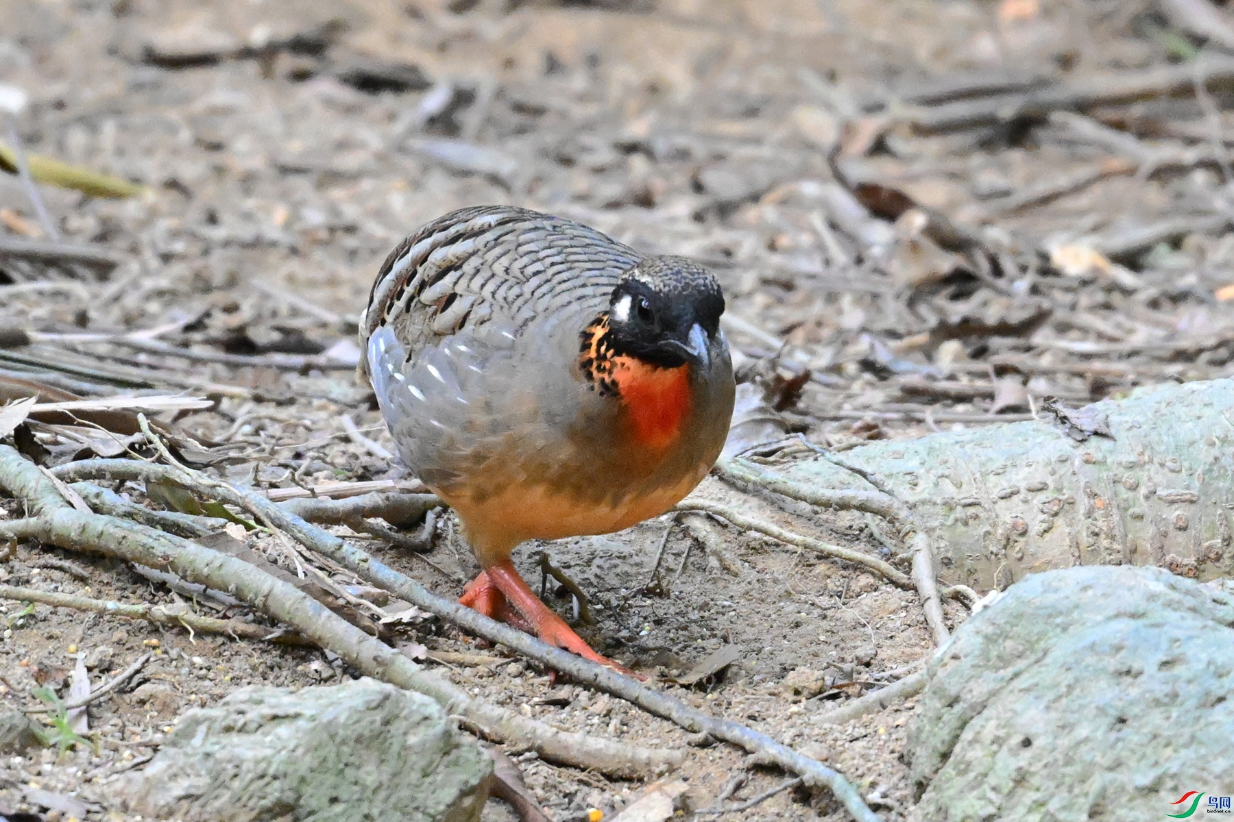 DSC_7421.JPG